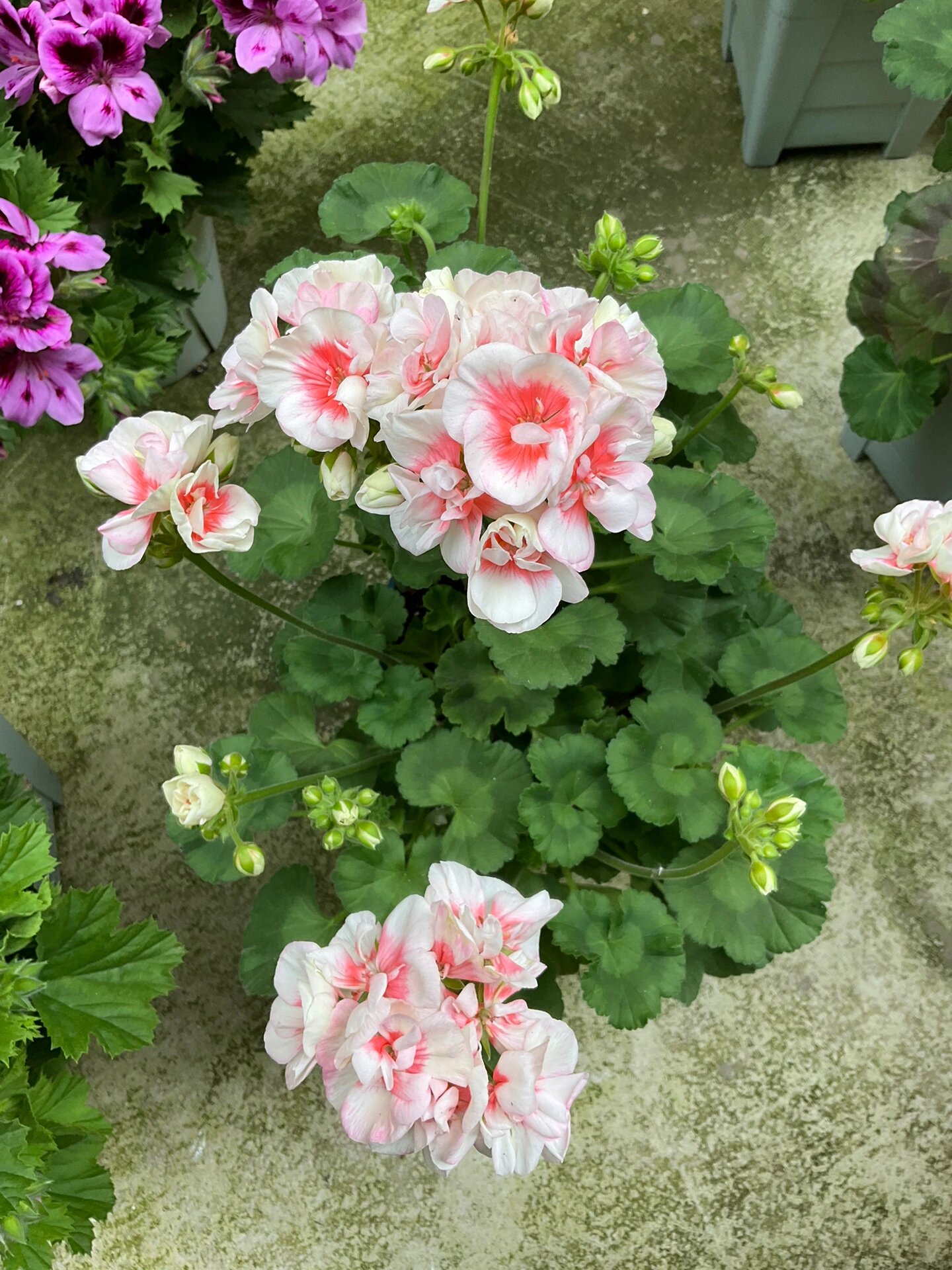 直立天竺葵图一玛贝卡玫瑰二重彩聚光灯三游 行四皇后五地桥六兔子粉