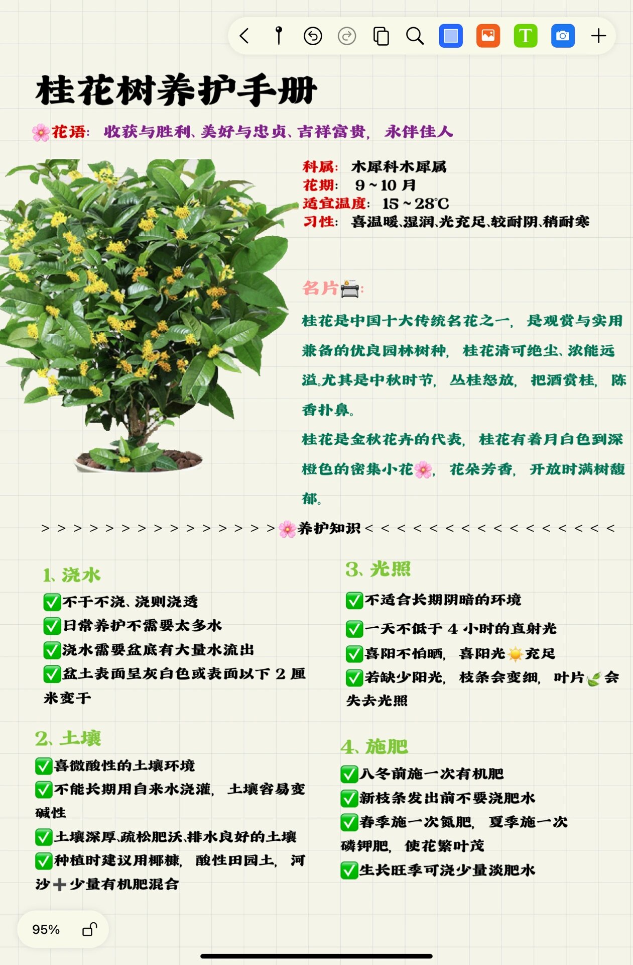 桂花树为什么不能栽在家里