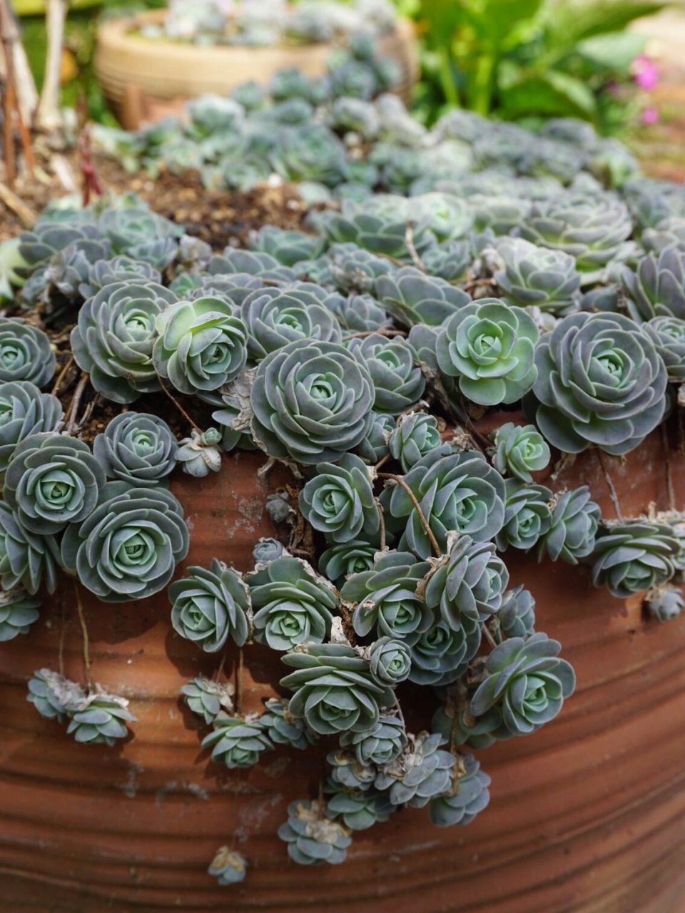 子持莲华是我最喜欢的的多肉之一,各个季节状态都好看.