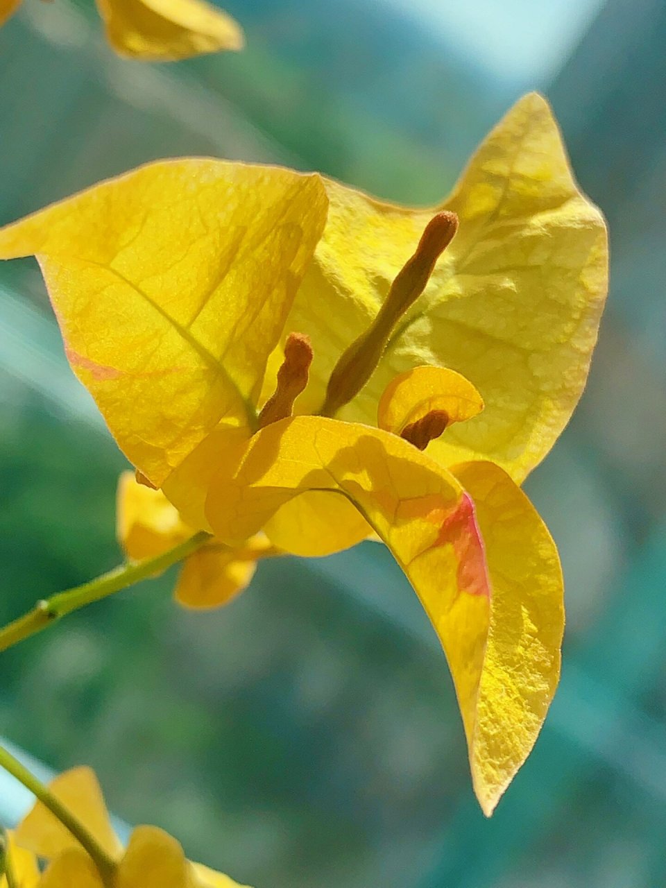 大爱的黄色系三角梅金雀 金雀的颜色比我预想的还要美,金灿灿的,阳光