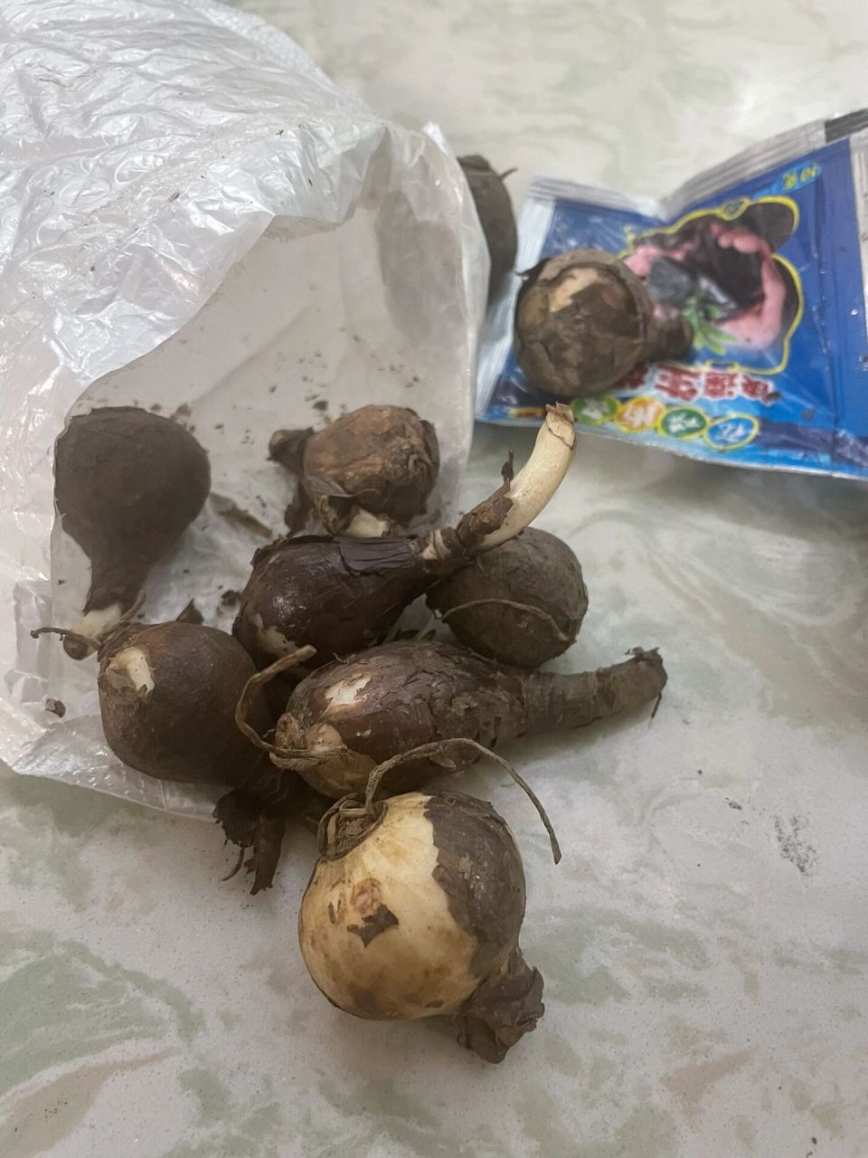 一下 买了郁金香种子,但是刚才看了 很多人说郁金香和石蒜种子很像