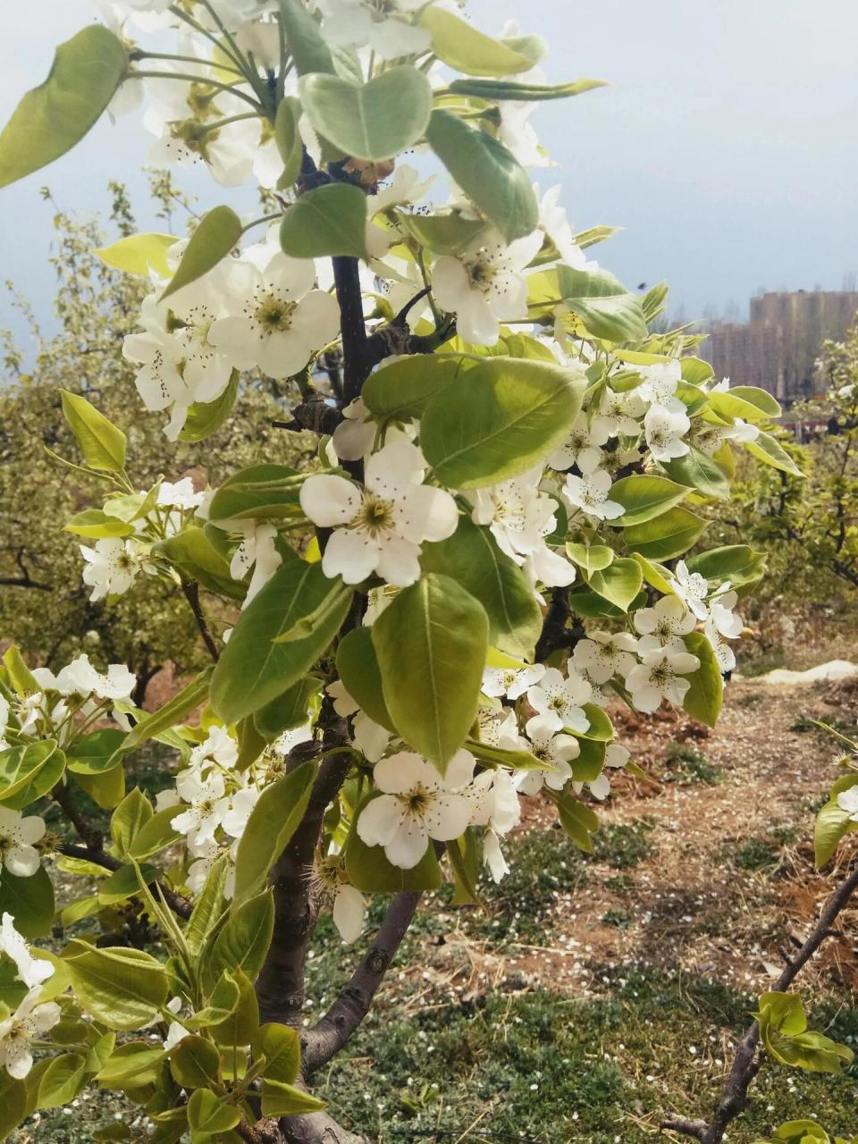 洋县第二站——朱鹮梨园景区 朱鹮梨园由一轴两核五区构成,包括山脊