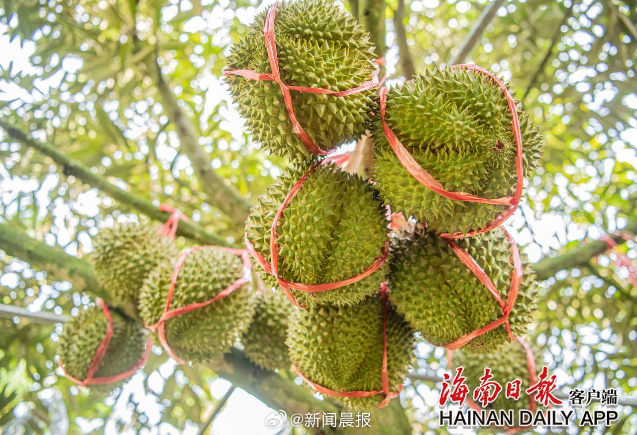 保亭七仙岭全球热带水果博览中心被评定为3A级景区(图1)