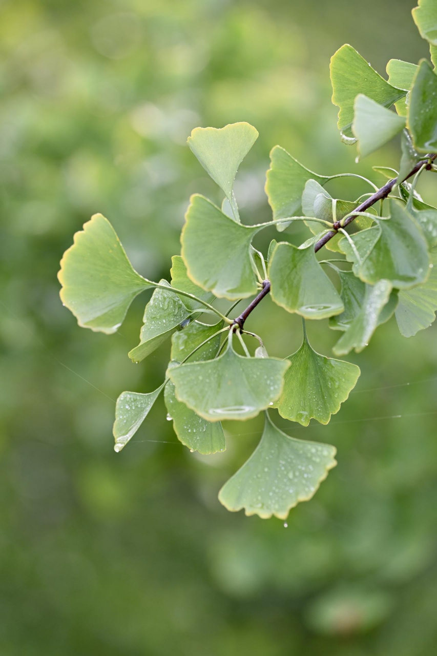 秋雨敲打着银杏树叶,落下的声音像是大自然给我们送来的一份美妙的