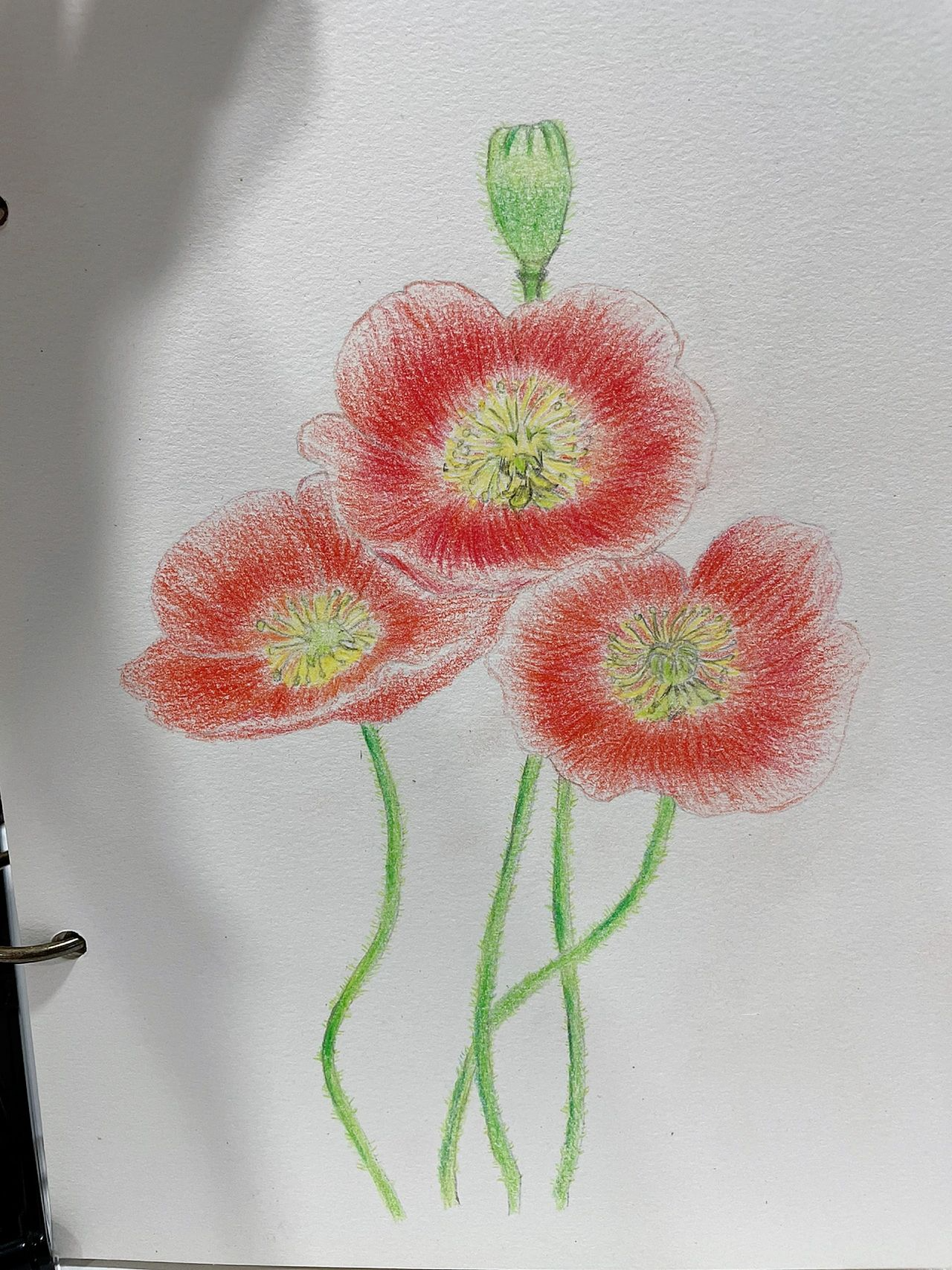 自学彩铅—罂粟花