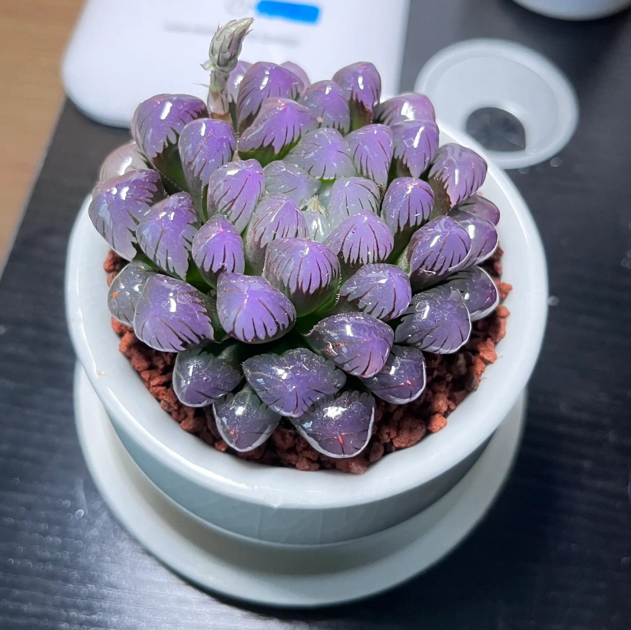 紫色玉露那会不会影响多肉的生长呀……要咋办