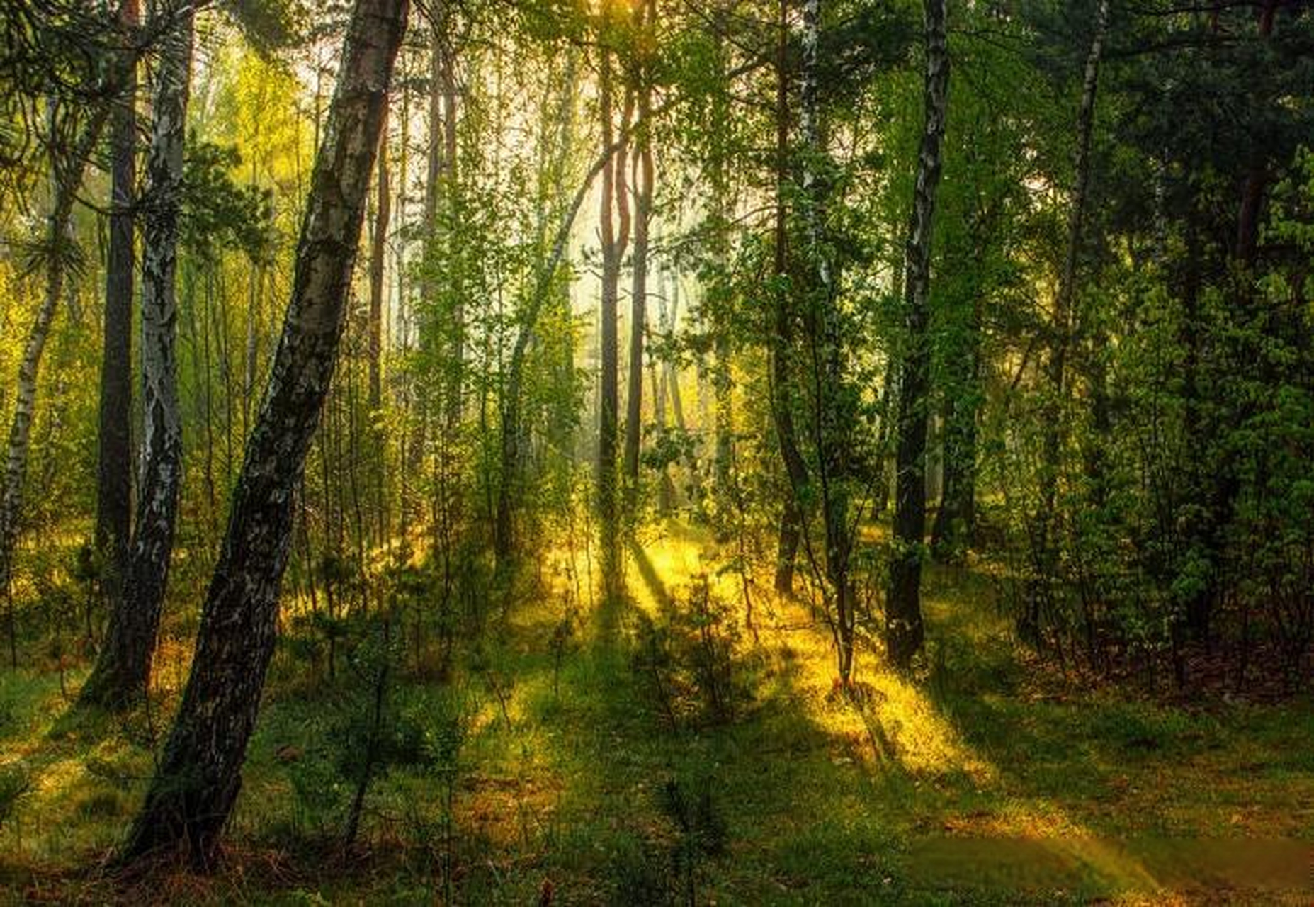 【森林主题风光摄影作品】 摄影师:mykhailo sherman