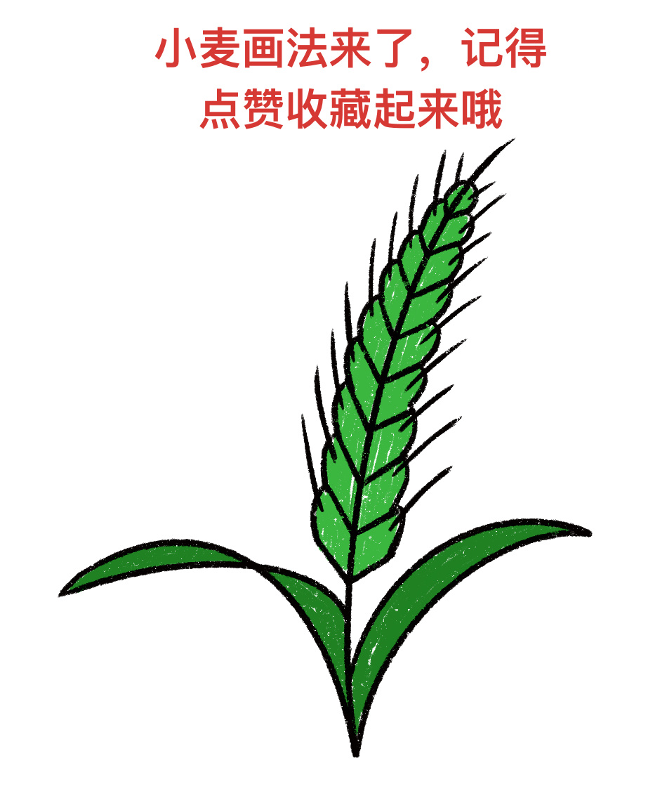 小麦画法来了,一学就会