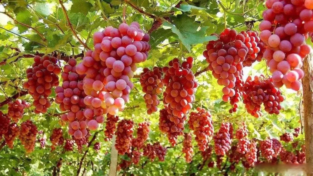 走进平乐寺葡萄采摘园内 粗壮的枝蔓下 硕大饱满的葡萄 粒粒成串挂在