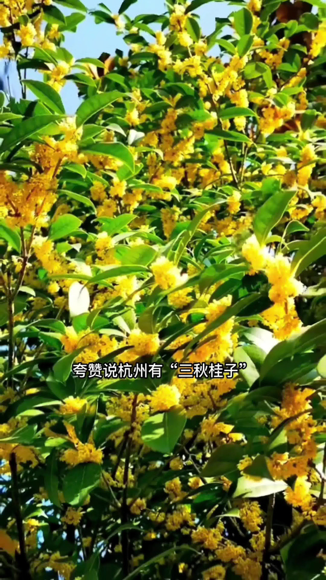 为什么杭州市花是桂花?