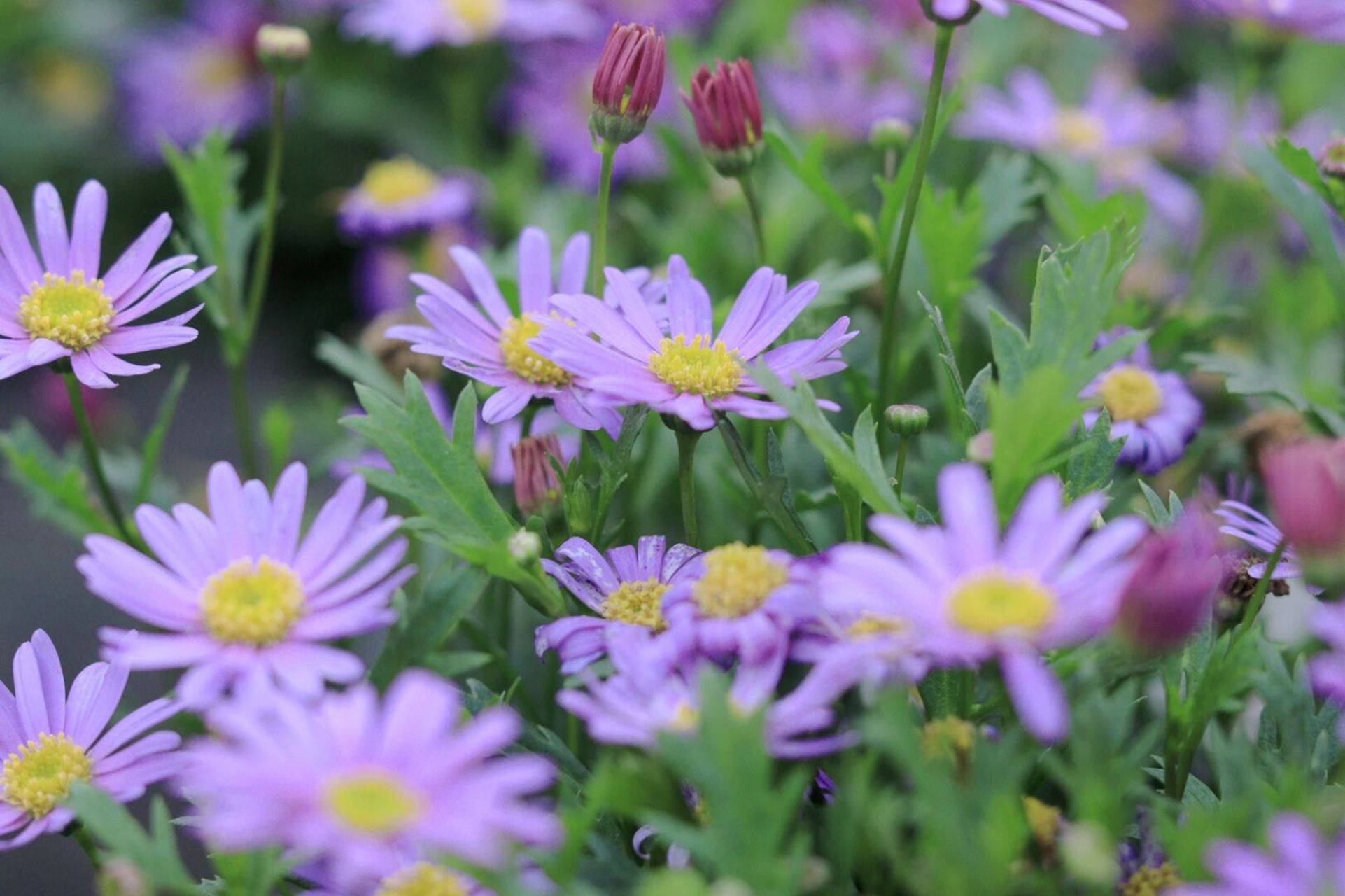 春天是姬小菊的颜色～ 听名字就能感受到清新脱俗,可爱气息的菊科植物