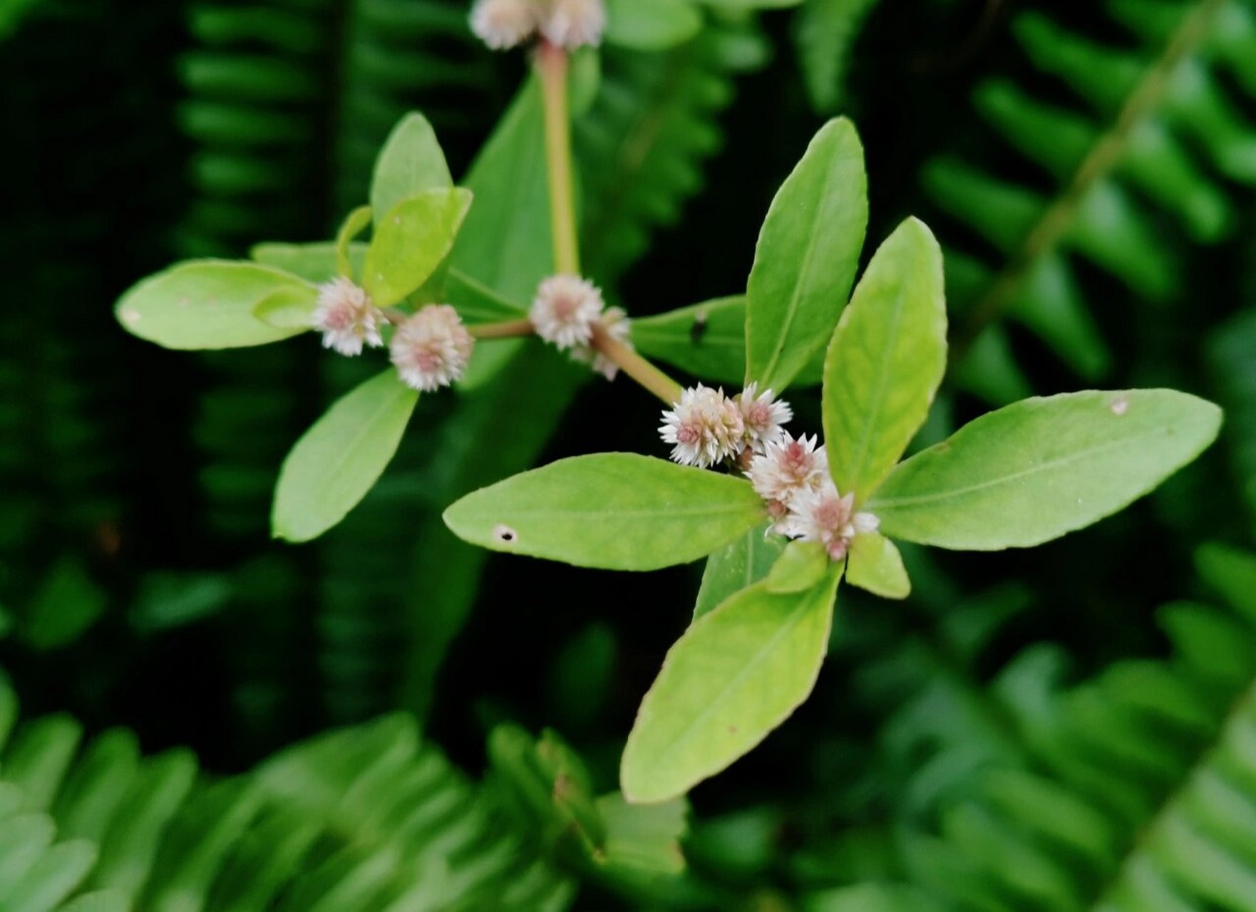 莲子草 第一眼看到这个,就觉得特别像老家田间地头常见的空心莲子草