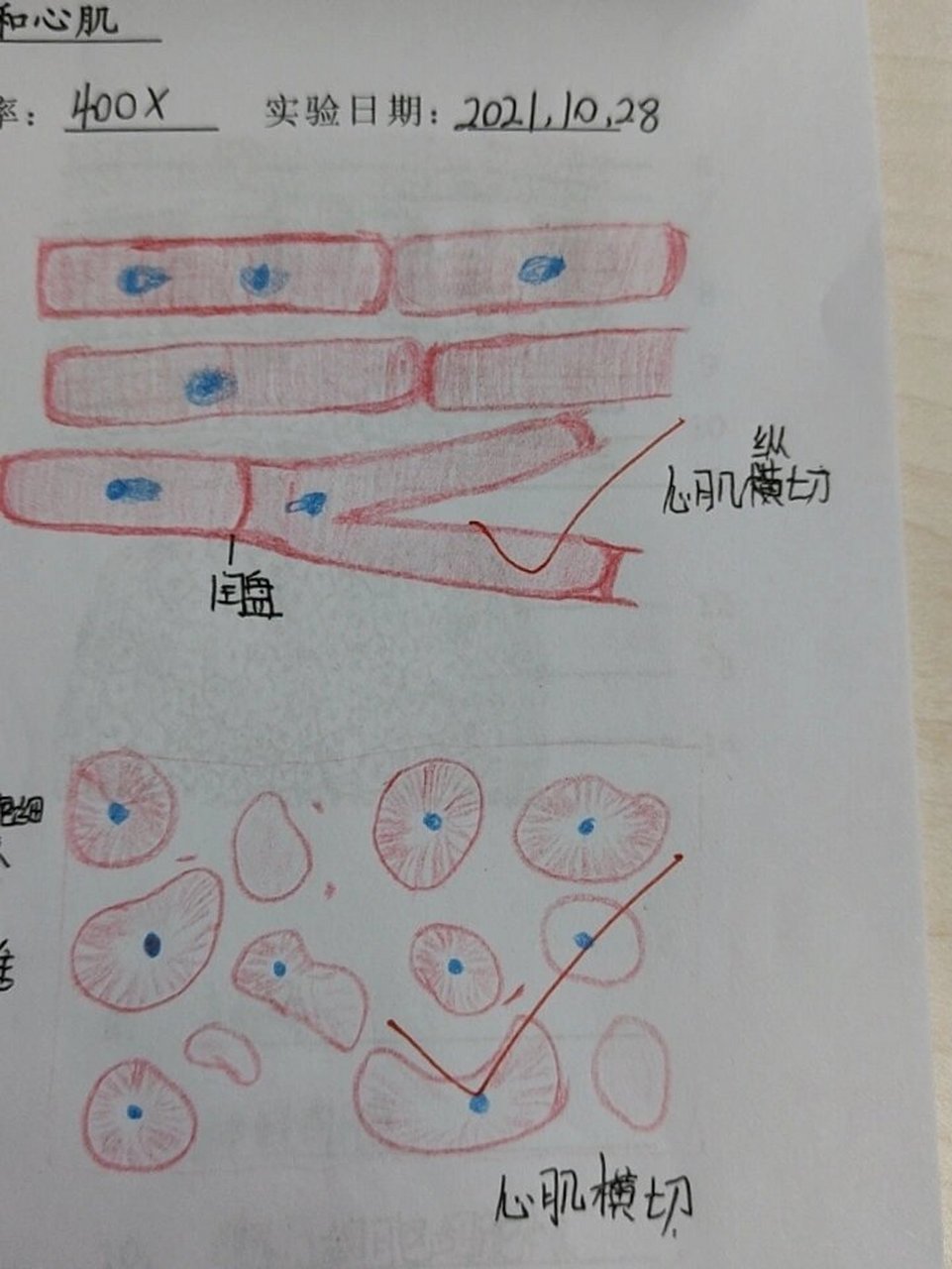 红蓝铅笔心肌横,纵切面手绘图