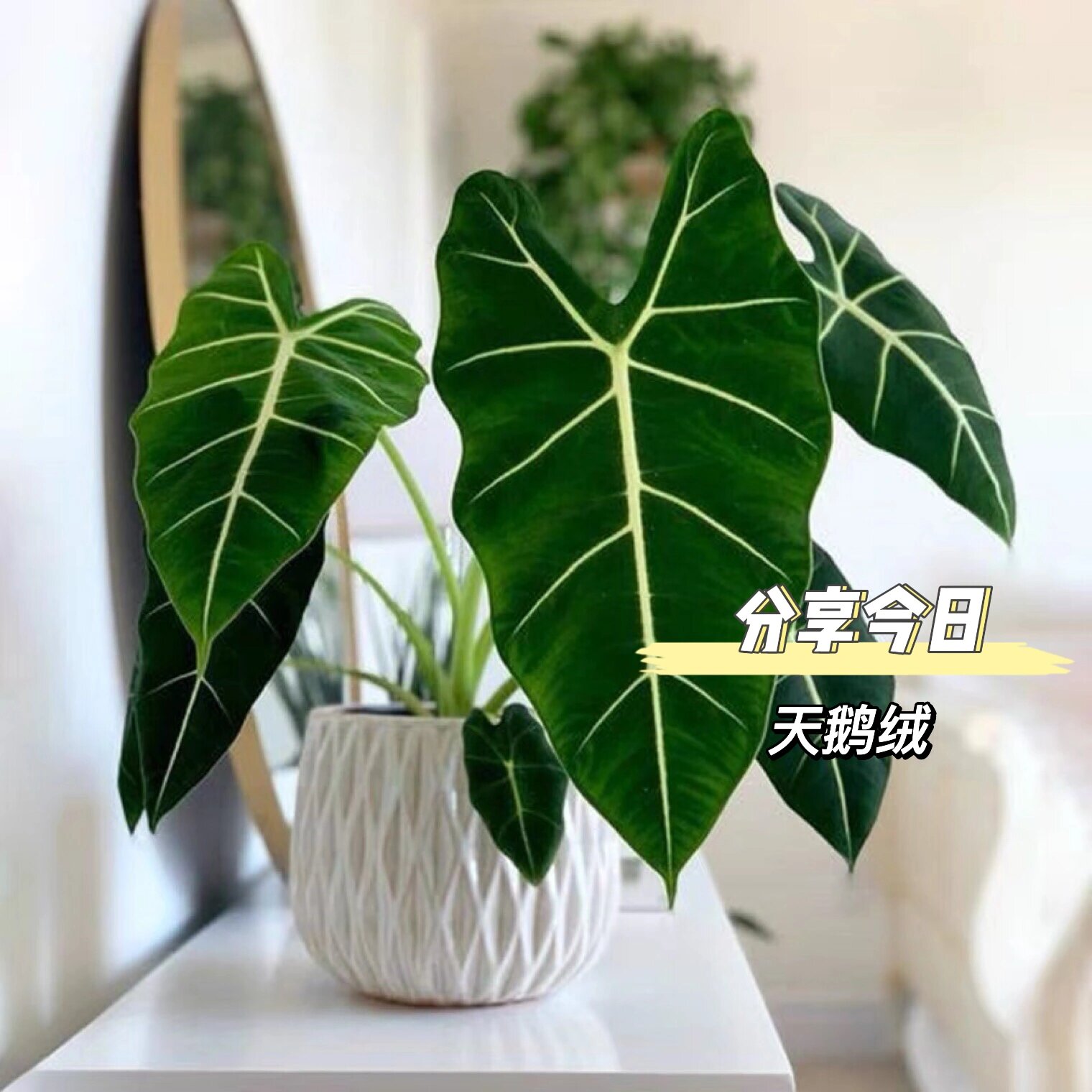 天鹅06绒绿植|栽培方法分享00