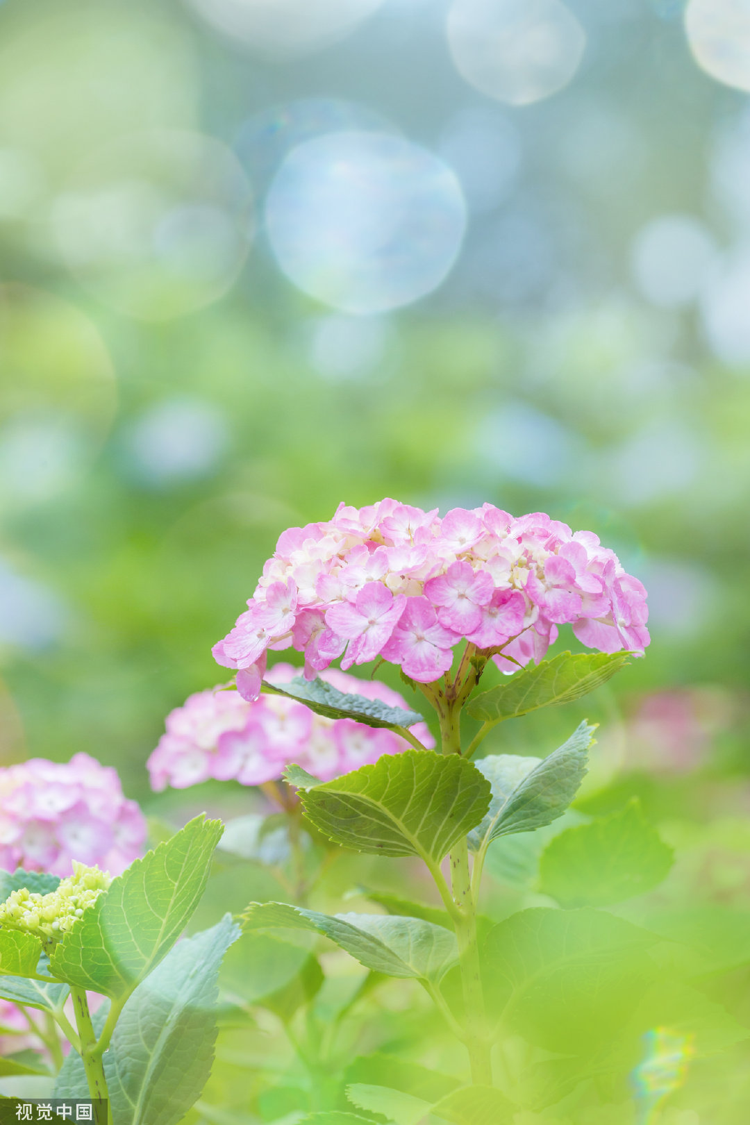 惊艳花朵竖屏壁纸视觉中国壁纸夏天的花图片绣球图片绣球花瓣绽放图片