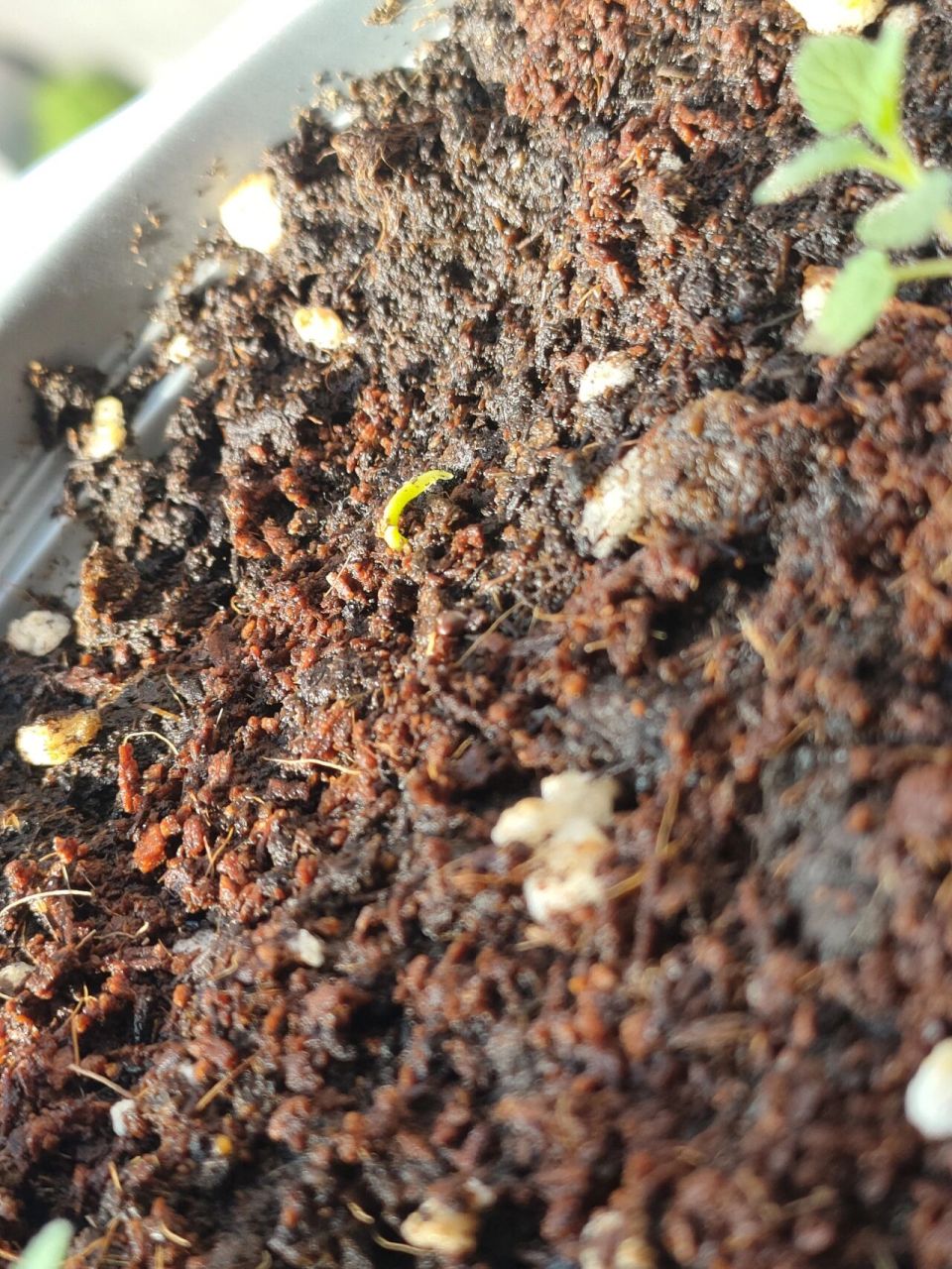 丑橘发芽都是这么奇怪的吗   怎么是一根,而不是两叶子