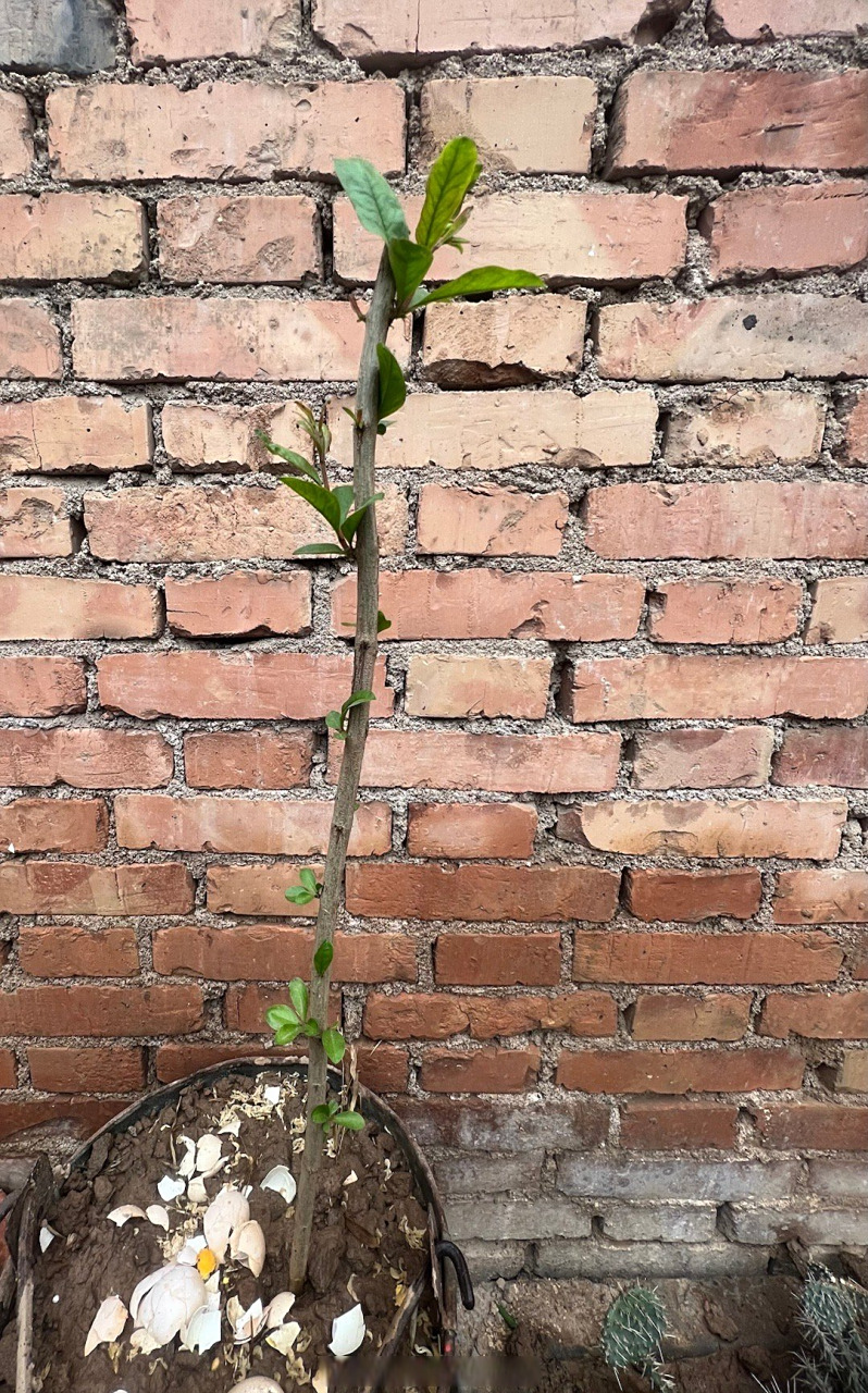 新栽石榴树,发新芽,以后可以吃到新鲜石榴了