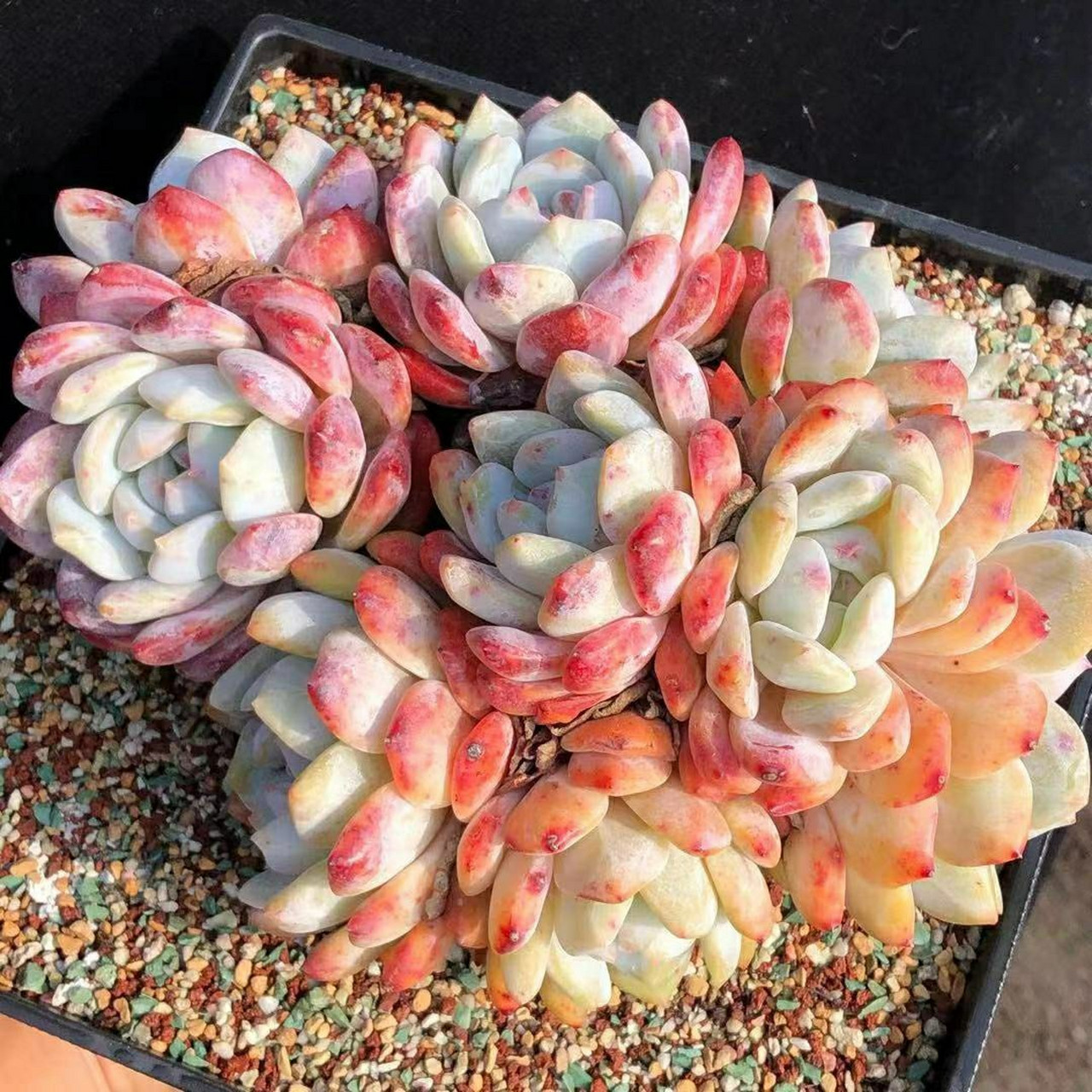 10头橙梦露群生老桩 这样的多肉真的太少了 #多肉