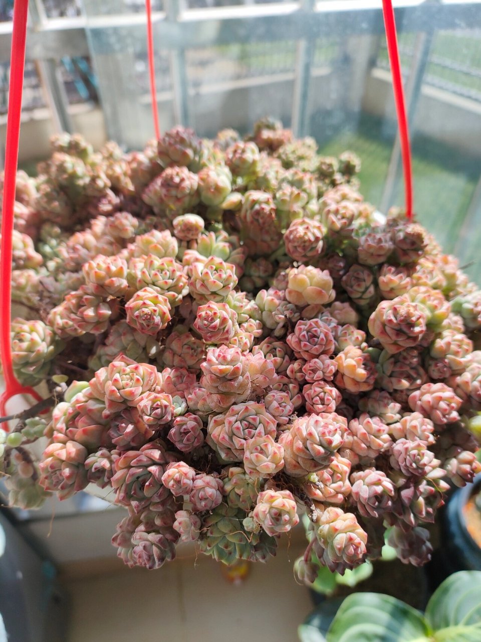 焦糖精灵多肉真美腻 昨天刚到货的焦糖精灵,今天就出太阳了7715