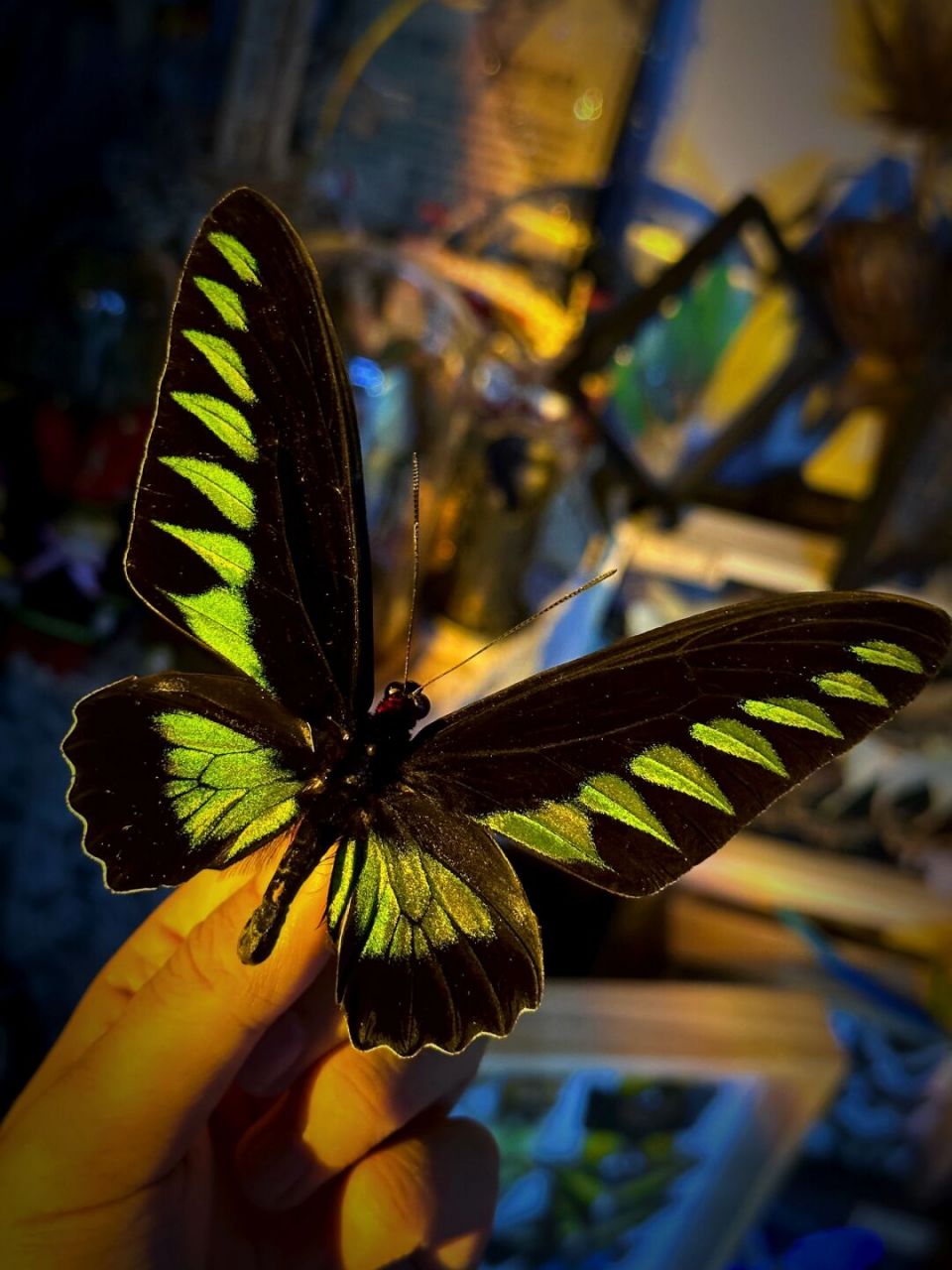 红颈鸟翼凤蝶是一种凤蝶科,红颈凤蝶属动物,学名:trogonoptera