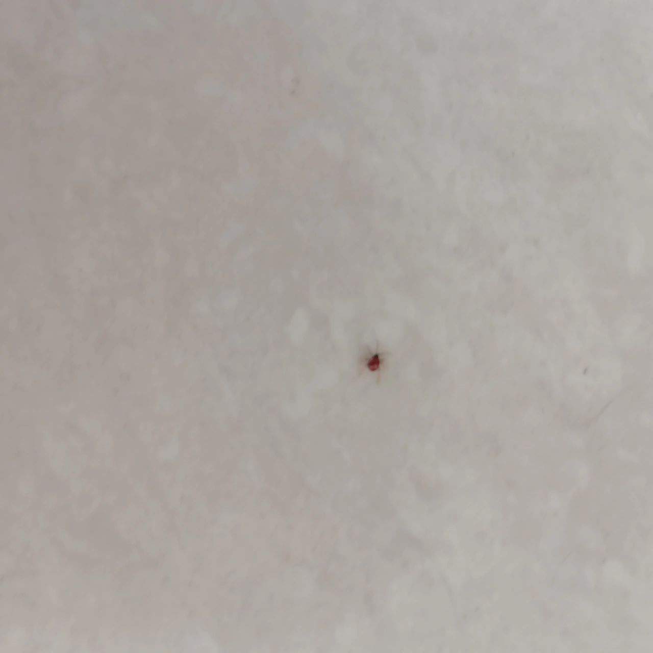 这是什么小虫子,是蜱虫吗?