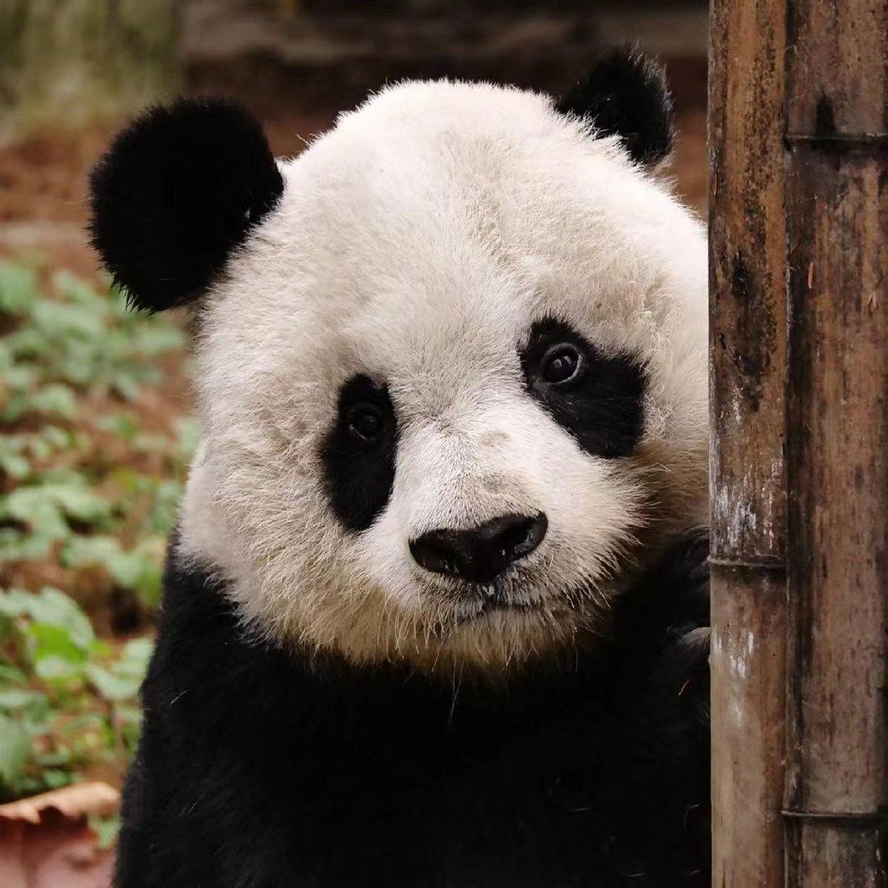 大熊猫高高这天有点不高兴,因为奶爸没有给它送来新鲜的大笋笋.