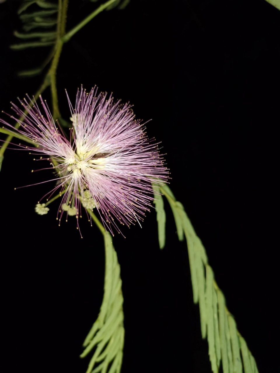 榕树花/合欢花 傻傻分不清楚