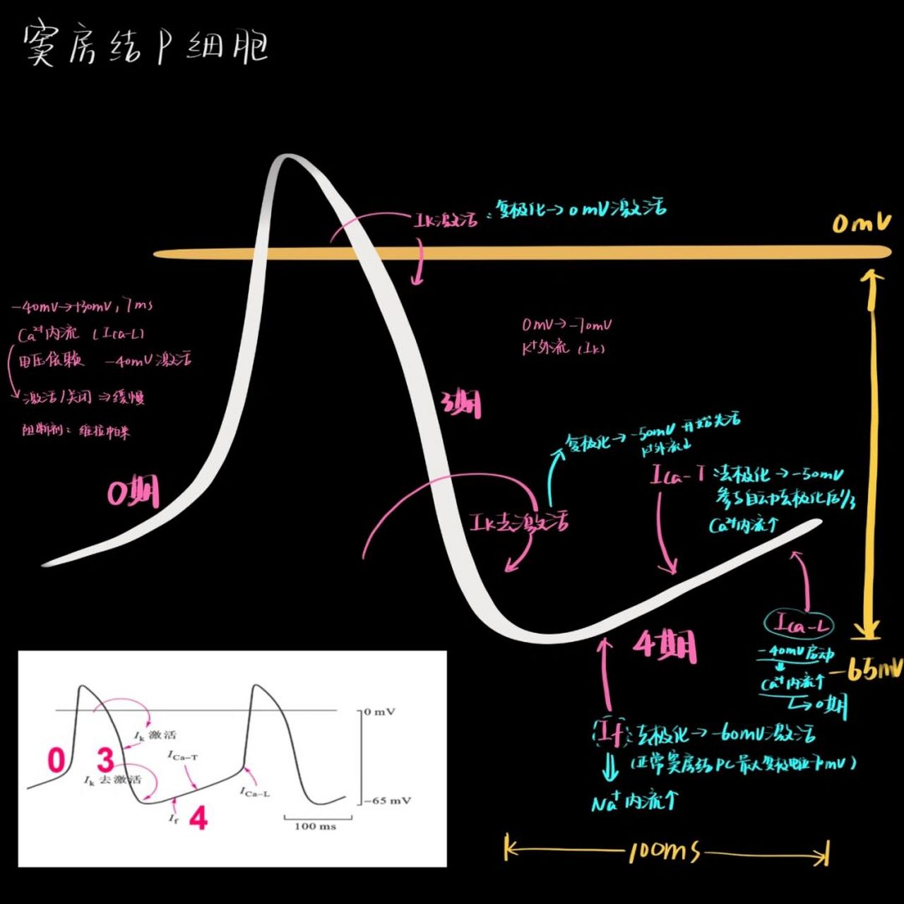 医学生笔记/窦房结p细胞的生物电 #医学生笔记# #医学生的日常# #医学