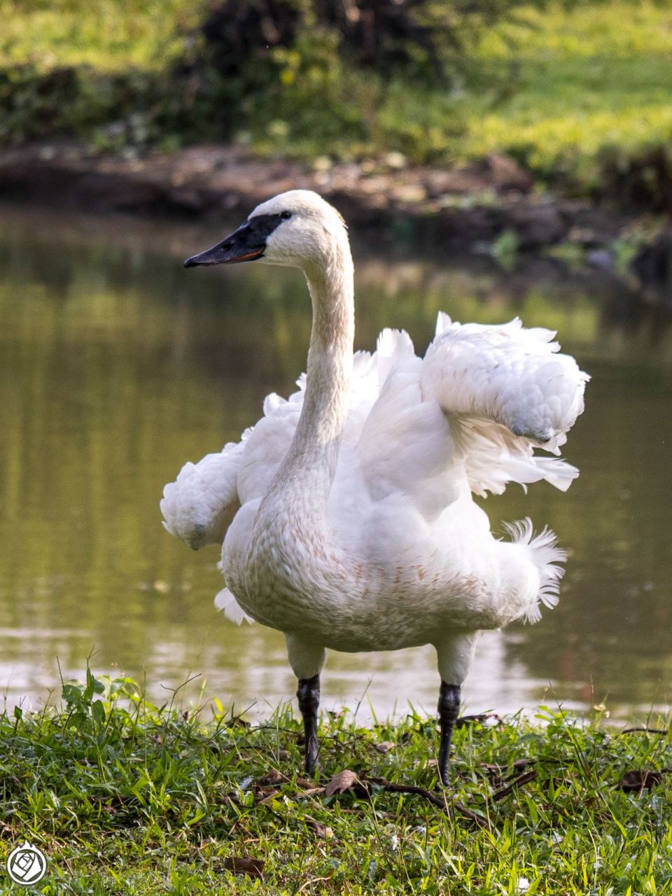 如果你喜欢,别错过海口的天鹅湖动物基地.