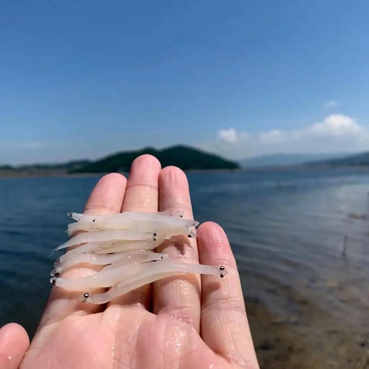 小孩子补钙神器———东山岛野生小银鱼 95小银鱼(grunion), 也叫做