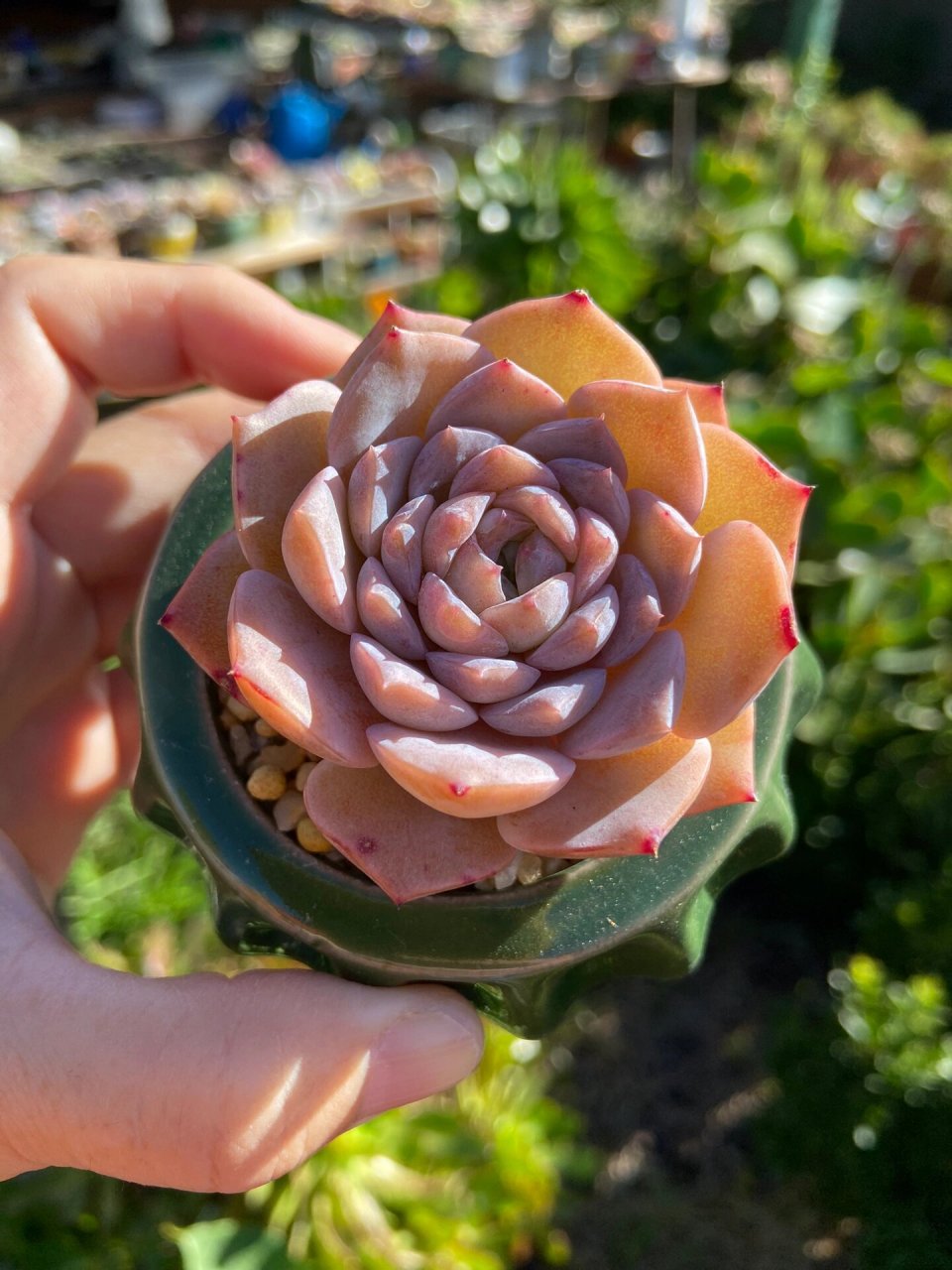 多肉植物恩宠 恩宠echeveria amazing grace景天科石莲花属多肉植物