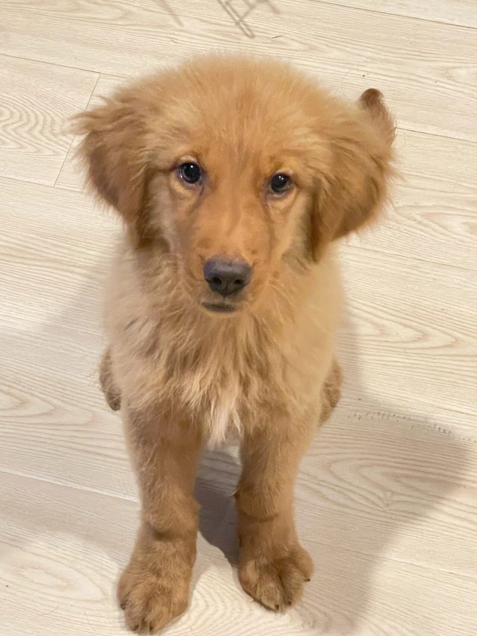 金毛的尴尬期到底是什么🤔 这两天我发现好多人评论金毛有尴尬期,不