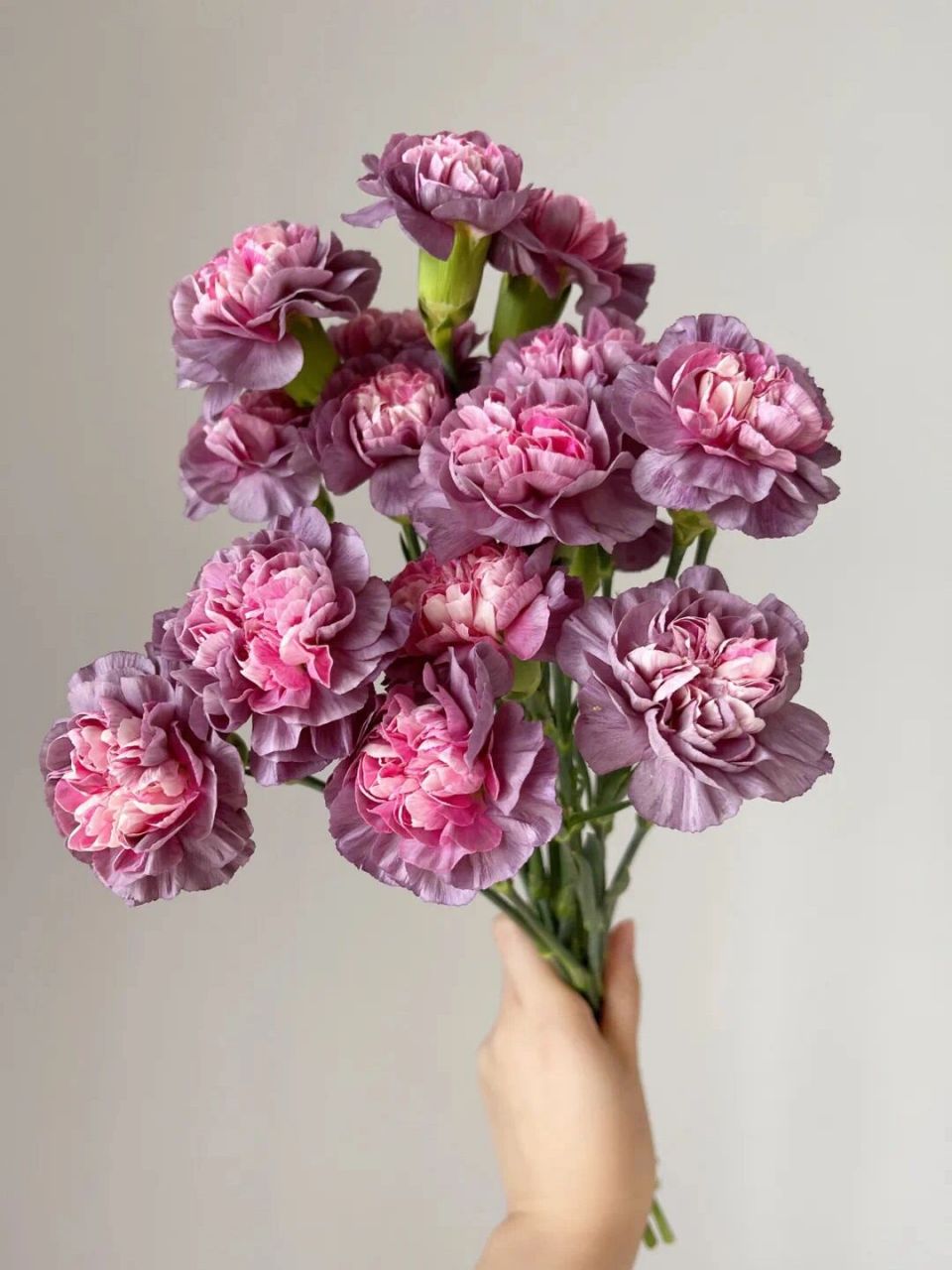 野马康乃馨花语:不羁自由 名字透露着桀骜不驯,奔放却不张扬,高级