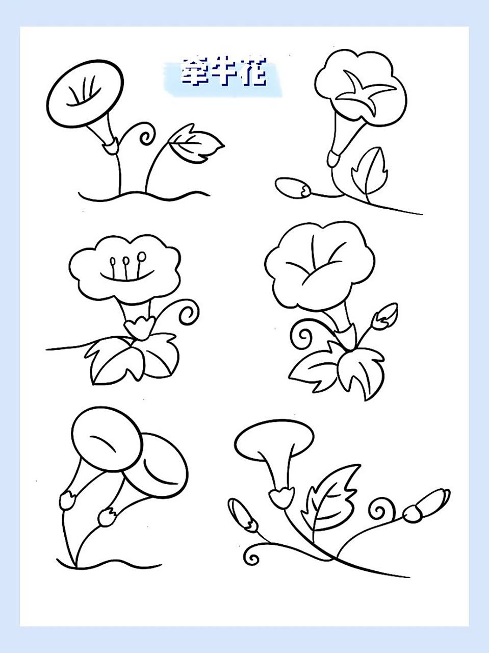简笔画|牵牛花 大喇叭花