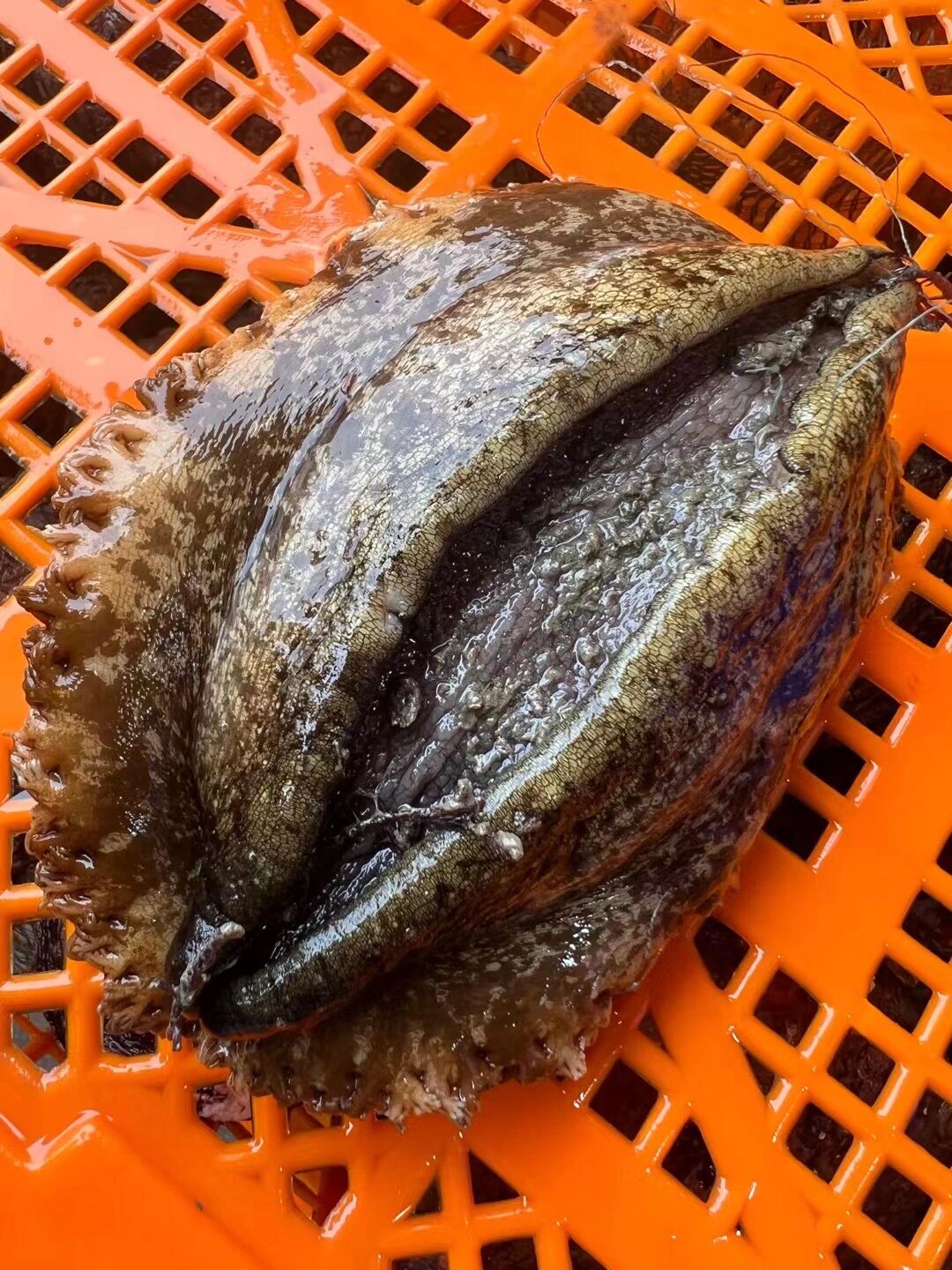 东山岛特有养殖新品种大鲍鱼皇金鲍 不是黄金鲍,而是皇金鲍,是一个