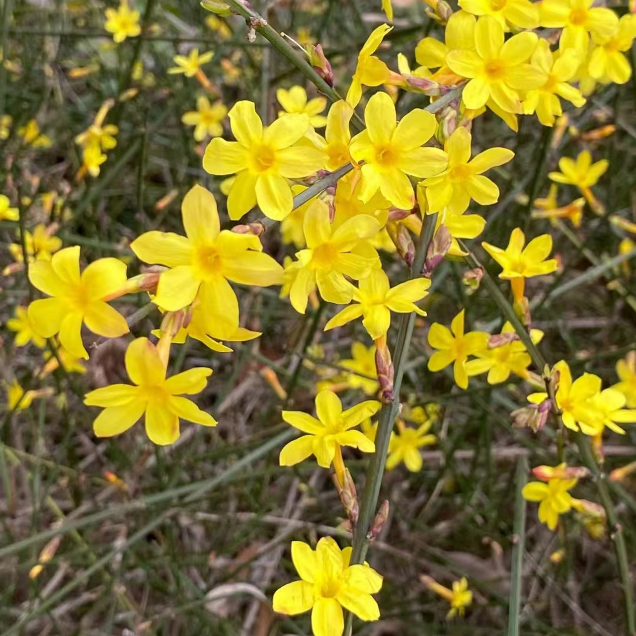 迎春花的图片真实�迎春花小可爱,绽放笑脸迎春风,和你一起开心每