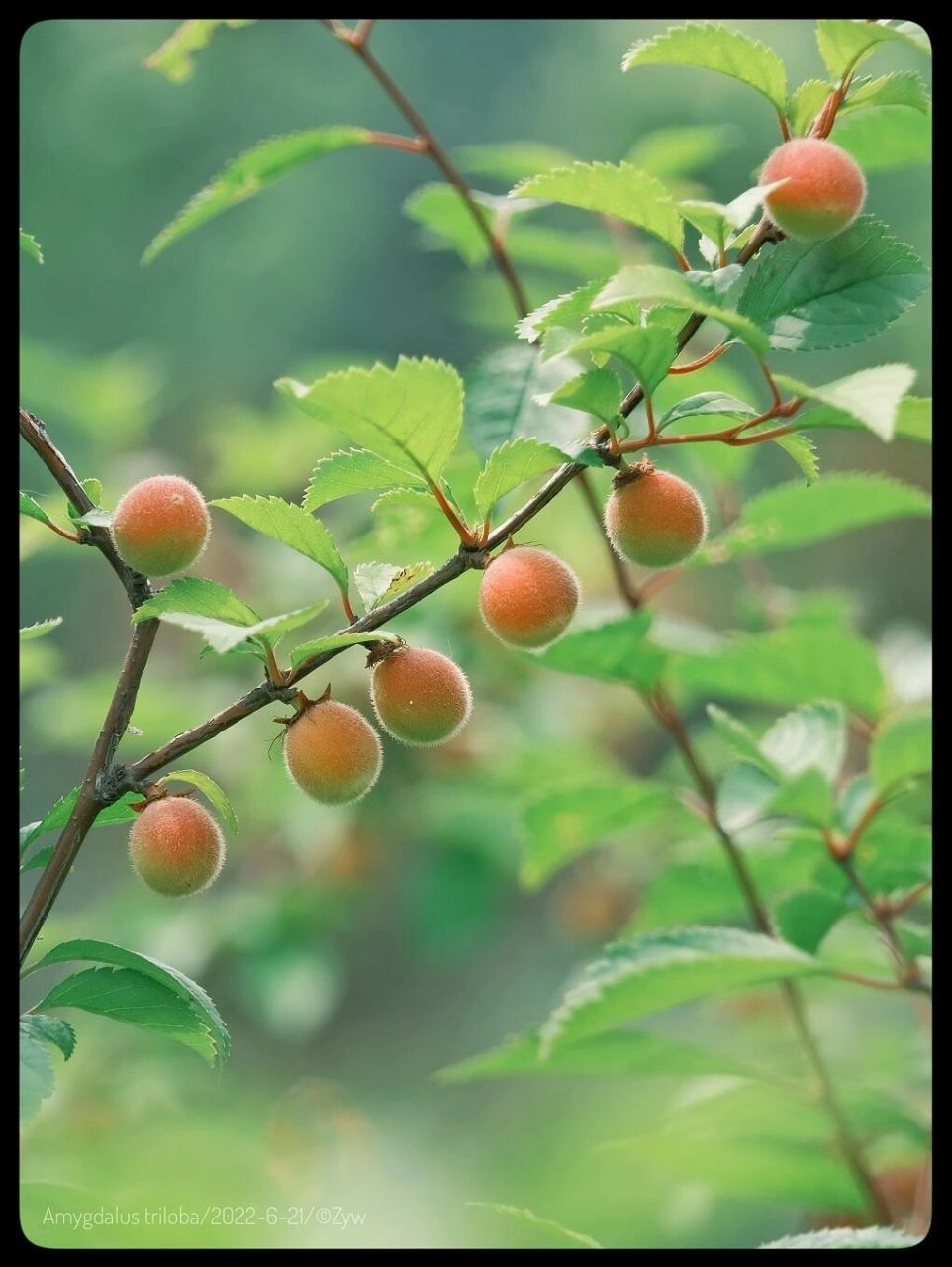 榆叶梅的果实并没有毒,所以是可以食用的.