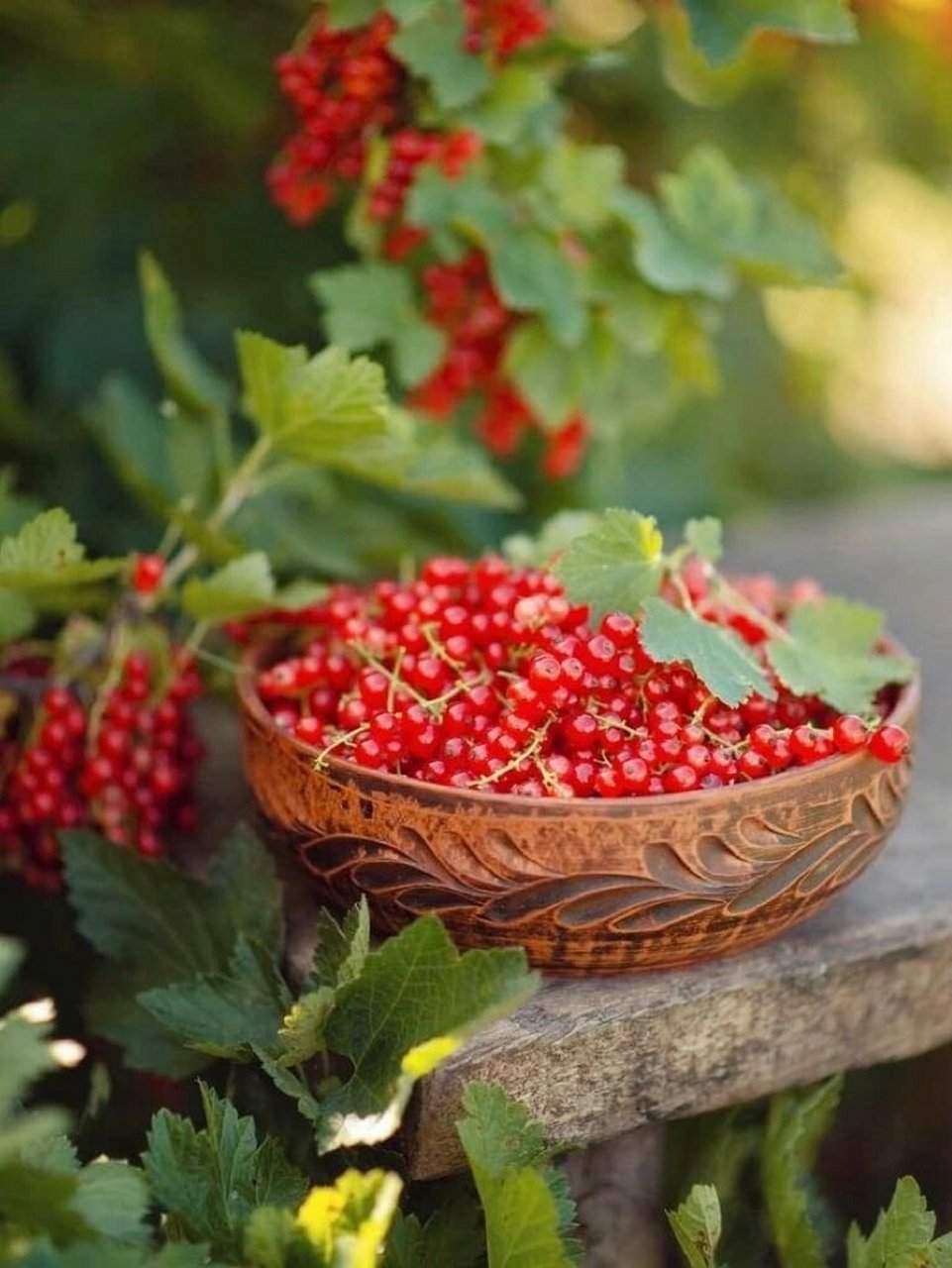 可可爱爱的浆果—醋栗,太漂亮了98 醋栗又名灯笼果,果实近圆形或