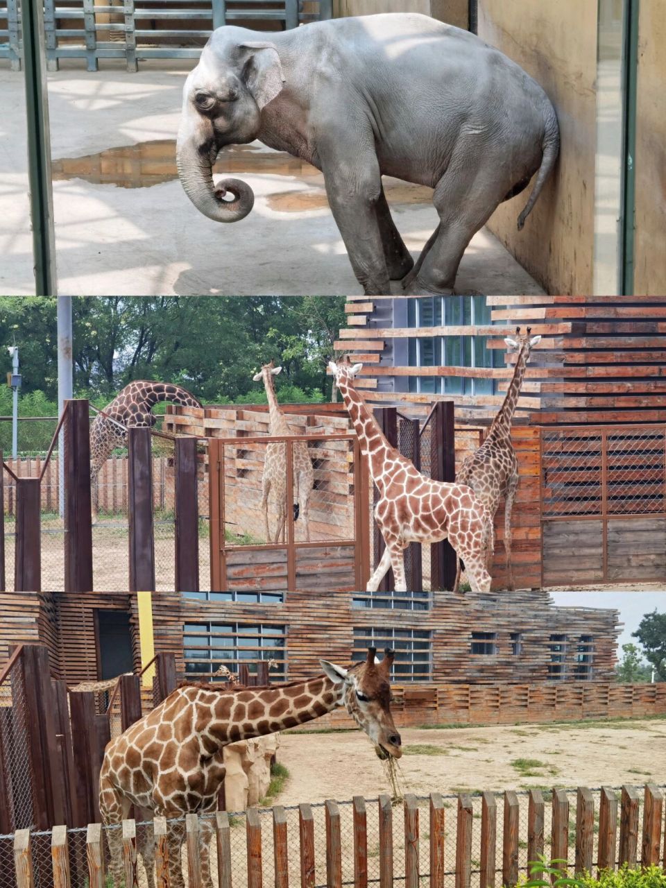 91太原动物园丨东门61萌宠近距离接触攻略 最近东门开啦6015