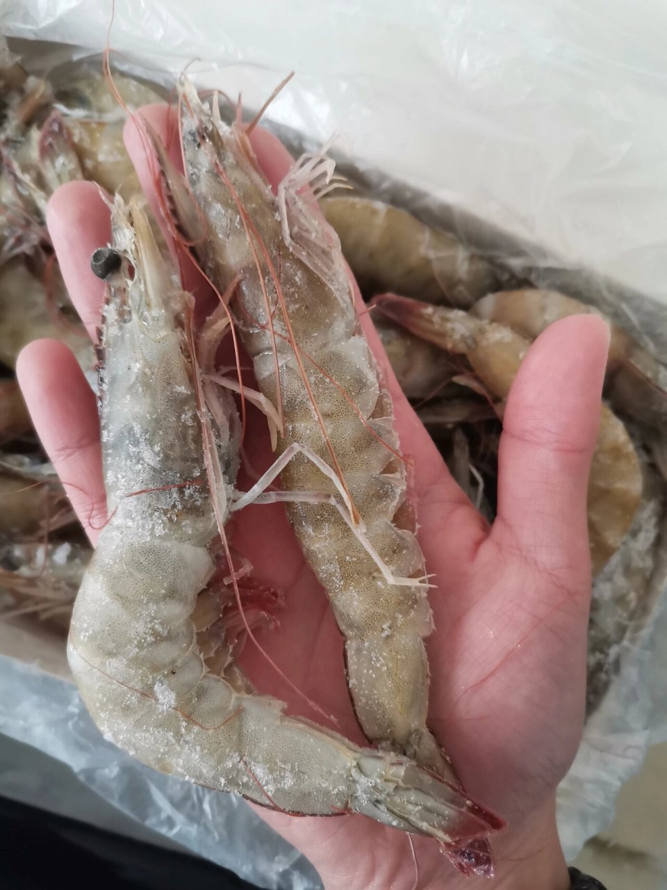 厄瓜多尔南美白虾一只16cm真的很好吃 厄瓜多尔白虾每只都是活虾,捕捞