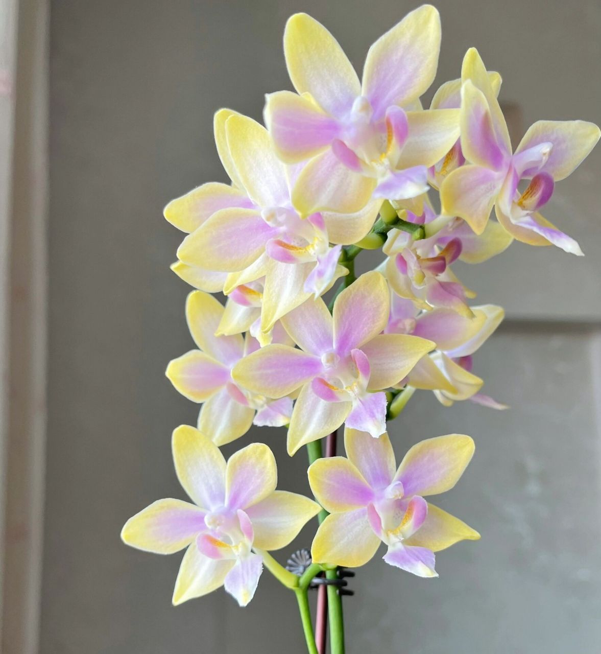 去年圣诞节家里第一个复花开花的蝴蝶兰-金树一代图16615 5月20日