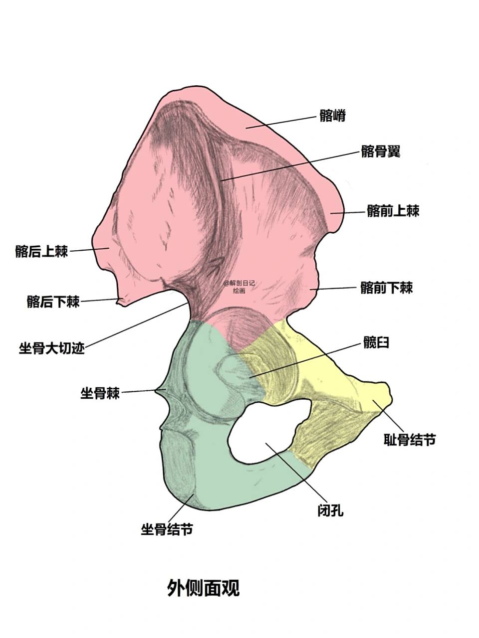 骨骼日记之髋骨  简介: 髋骨为不规则骨,由髂骨,耻骨与坐骨组成,三骨