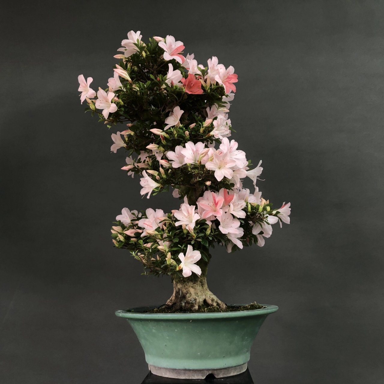 皋月杜鹃～日光 #植物# #花草# #皋月杜鹃# #盆景# #盆栽