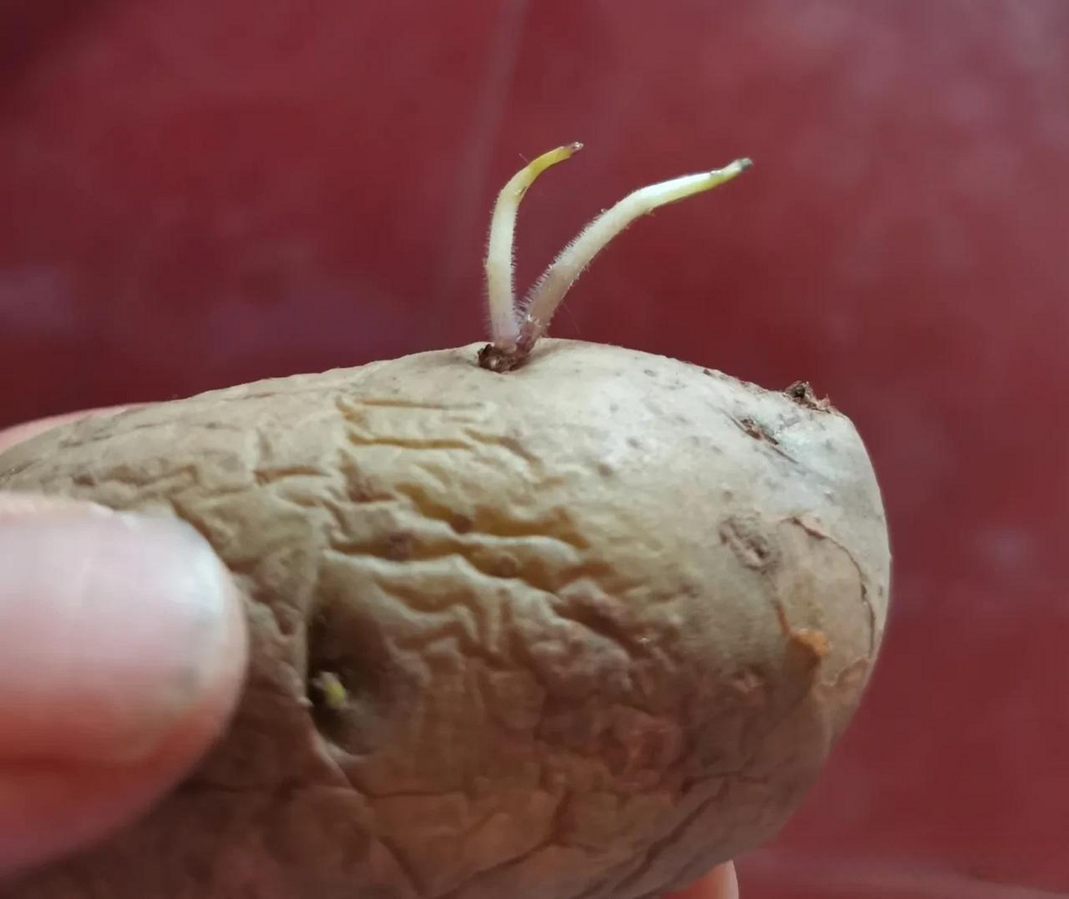 现在到了种地蛋的季节,老妈先去买了一些地蛋,放在