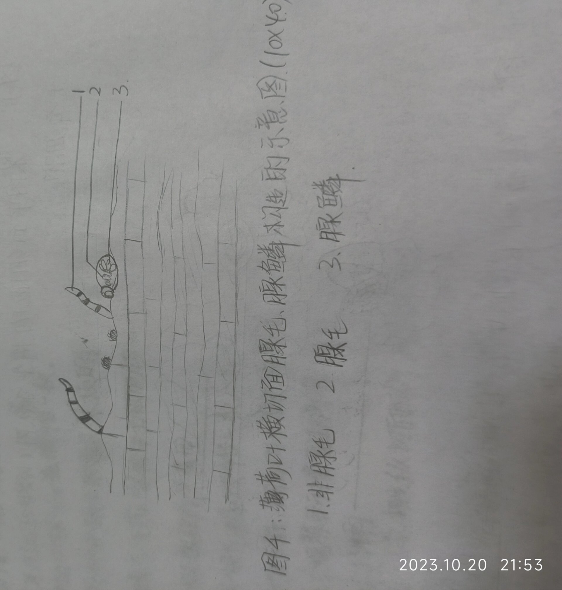 表皮气孔轴式 薄荷横切面腺毛及腺鳞 黄豆芽胚根细胞导管类型 芹菜叶