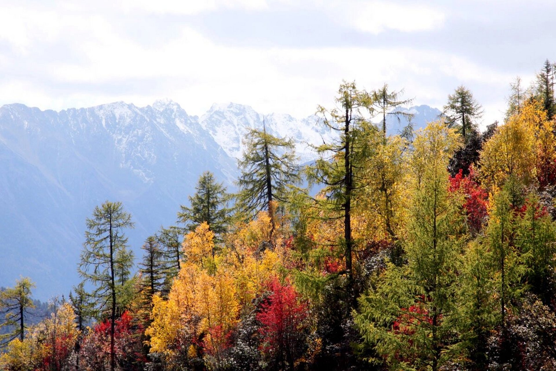 稻城俄初山的灿烂秋景! 图片拍摄于三四天前的一个黄昏 一个上午.