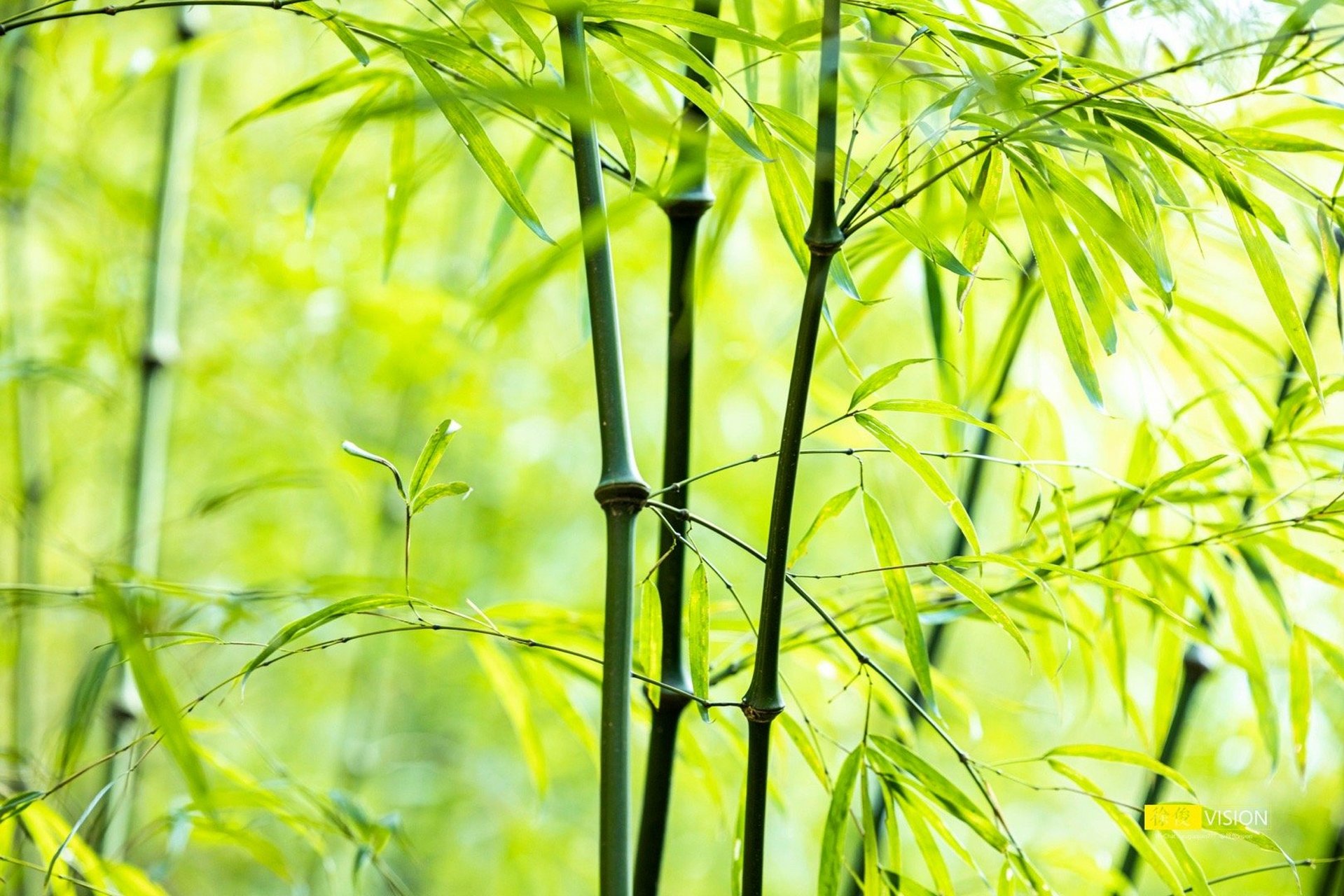 竹子有着不断向上生长的精神,它们的身躯虽然高大,但依然不忘保持谦虚