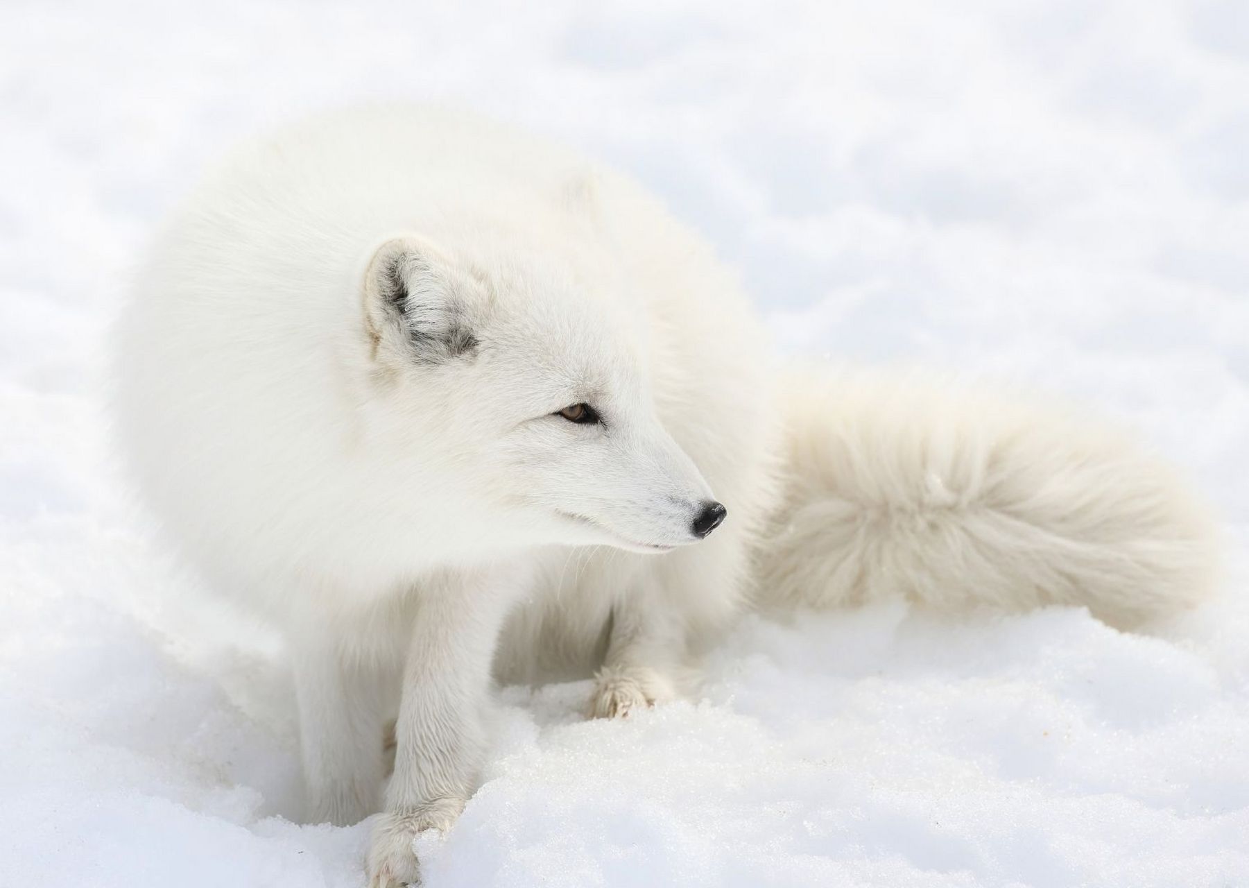 白狐图片 白狐是食肉目犬科狐属哺乳动物,又称蓝狐,北极狐,雪狐.