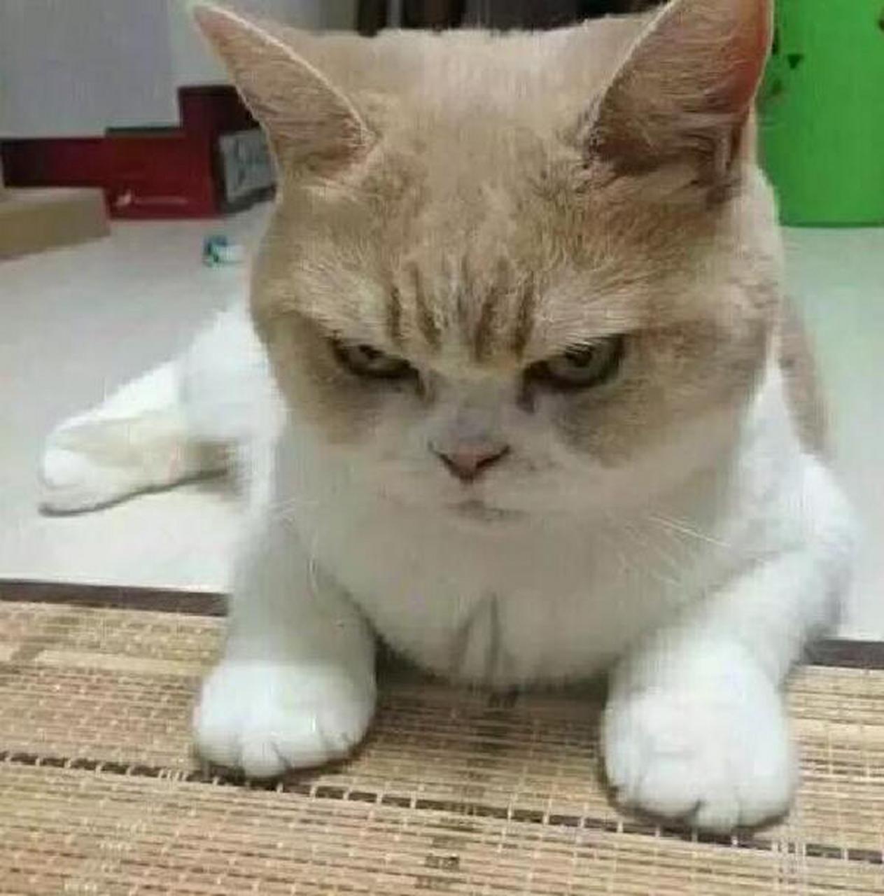 生气冷漠表情包合集猫咪情侣生气表情包 ✨分享一组生气无语哼哼的