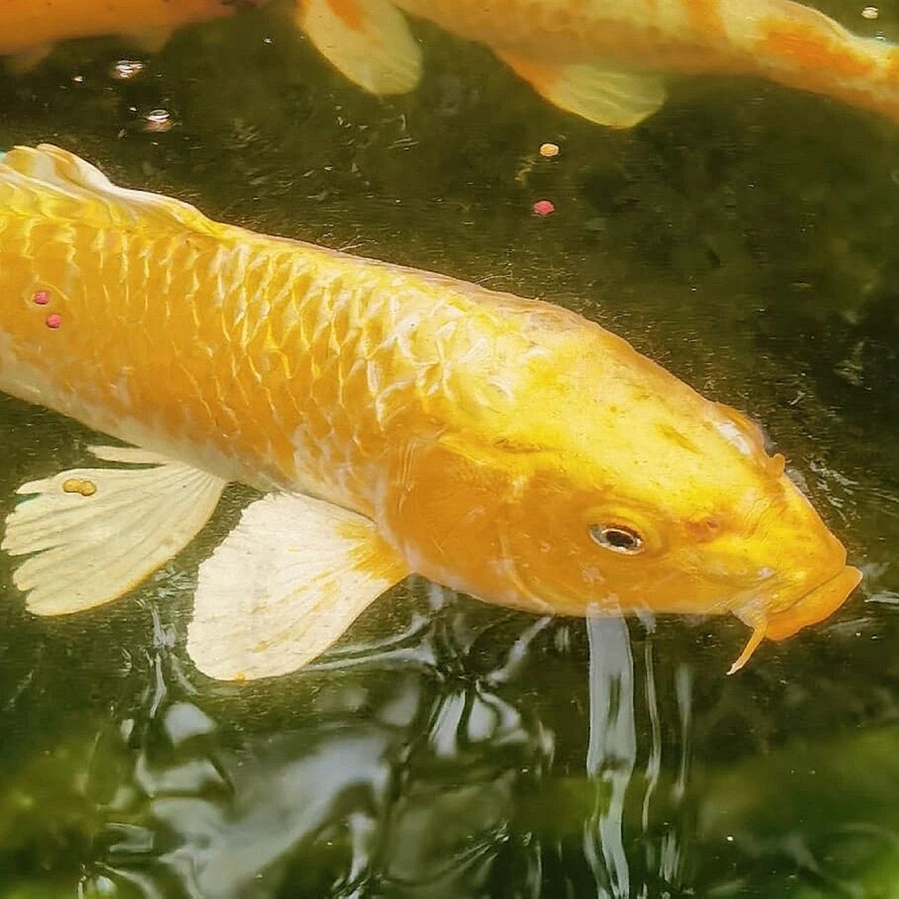 黄金灿灿的锦鲤鱼